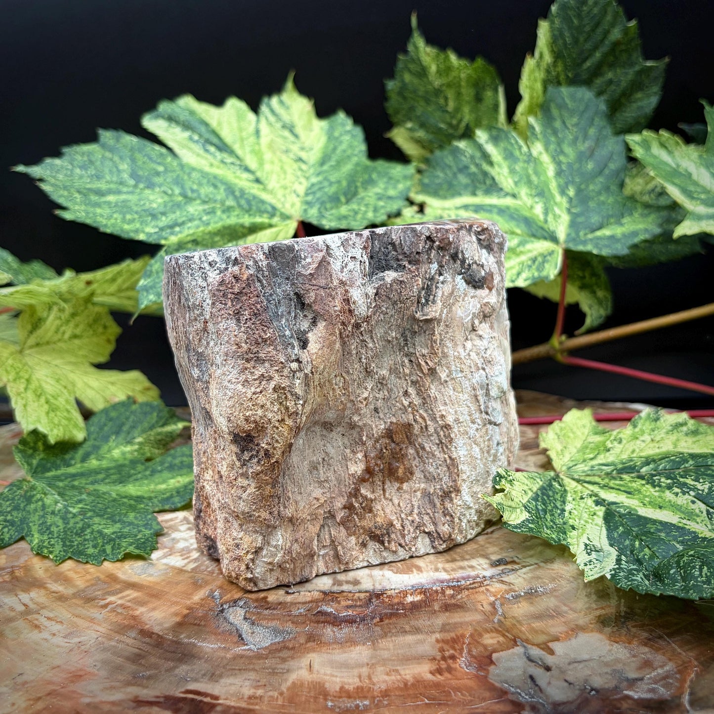 Petrified Fossil Wood Stump Branch | 1.92kg #18