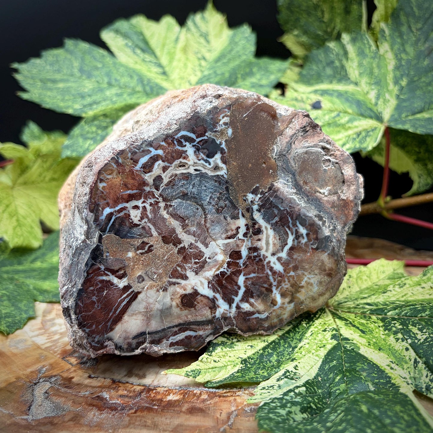 Petrified Fossil Wood Stump Branch | 1.92kg #18