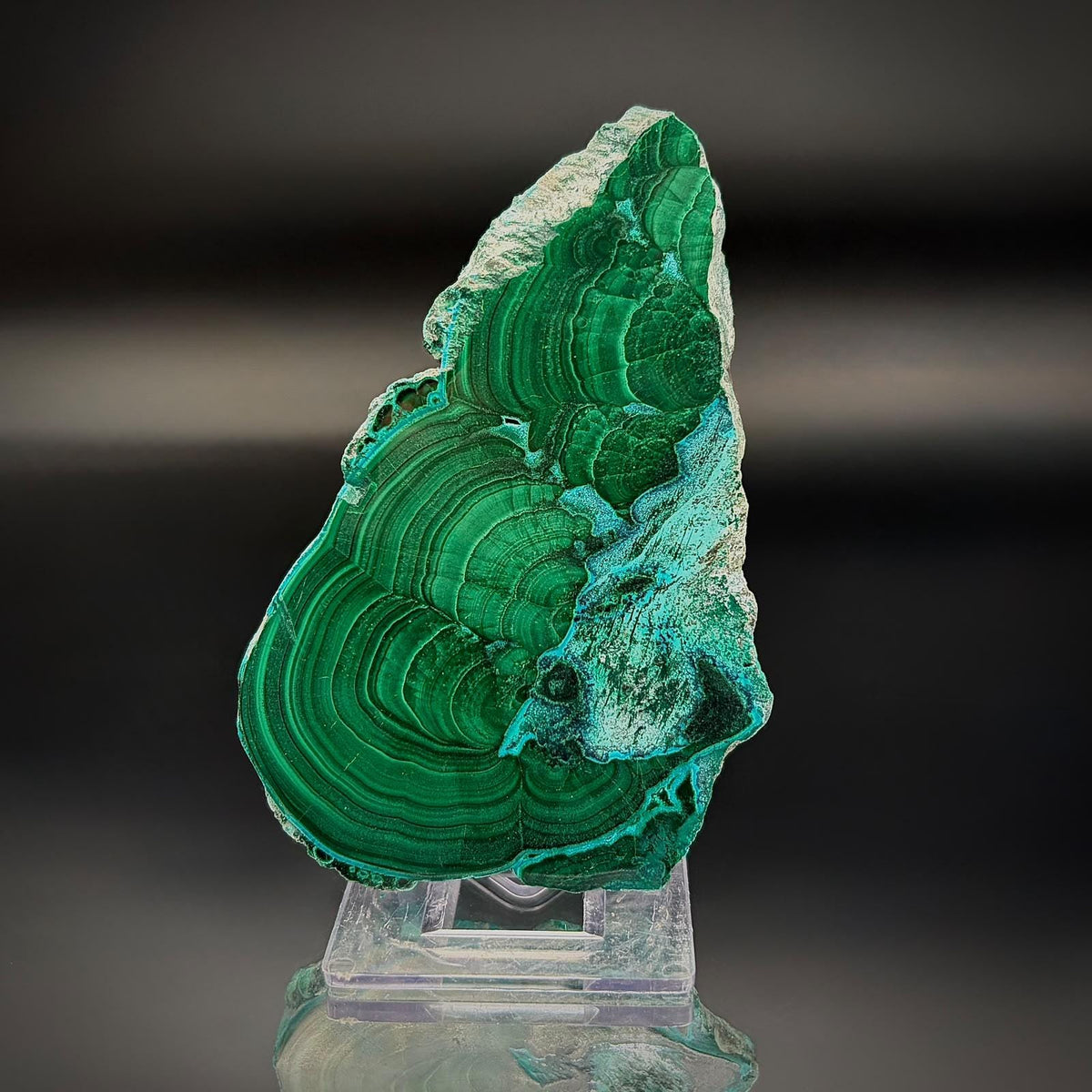 Polished Malacolla Collector Slice | Malachite with Chrysocolla | 73g #3