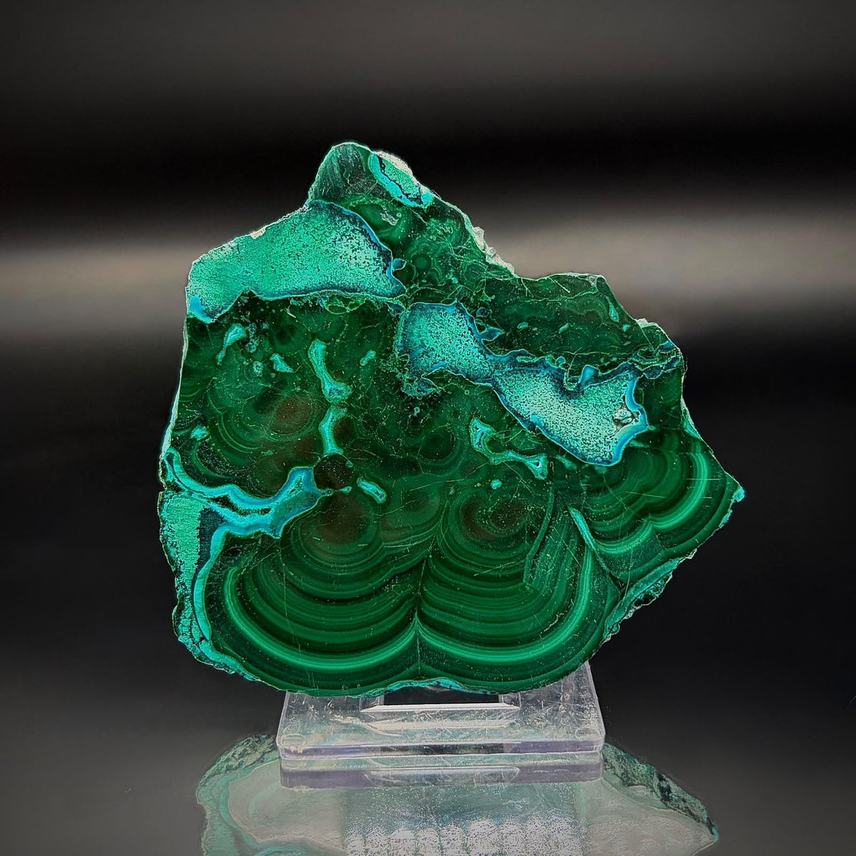 Polished Malacolla Collector Slice | Malachite with Chrysocolla | 75g #5