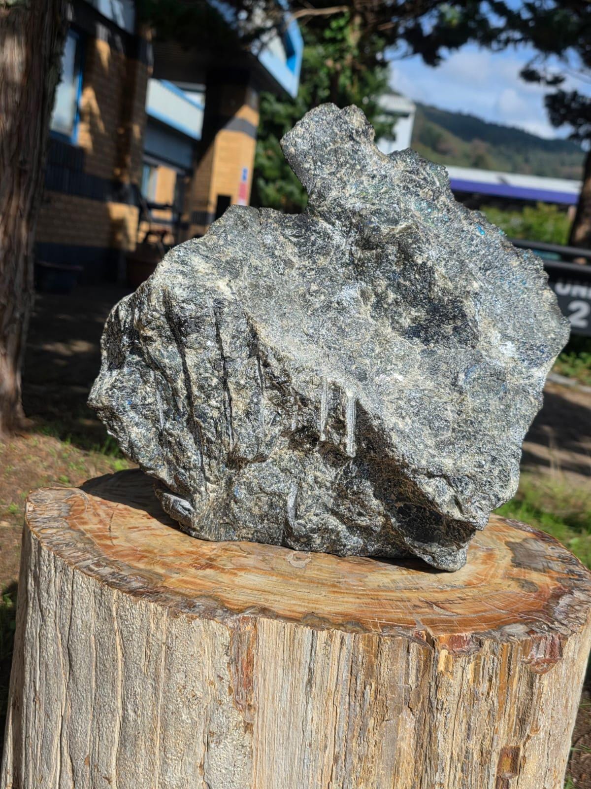 XL Labradorite Sailfish Crystal Carving | 11kg Game Fish Sculpture | Fishing Gift