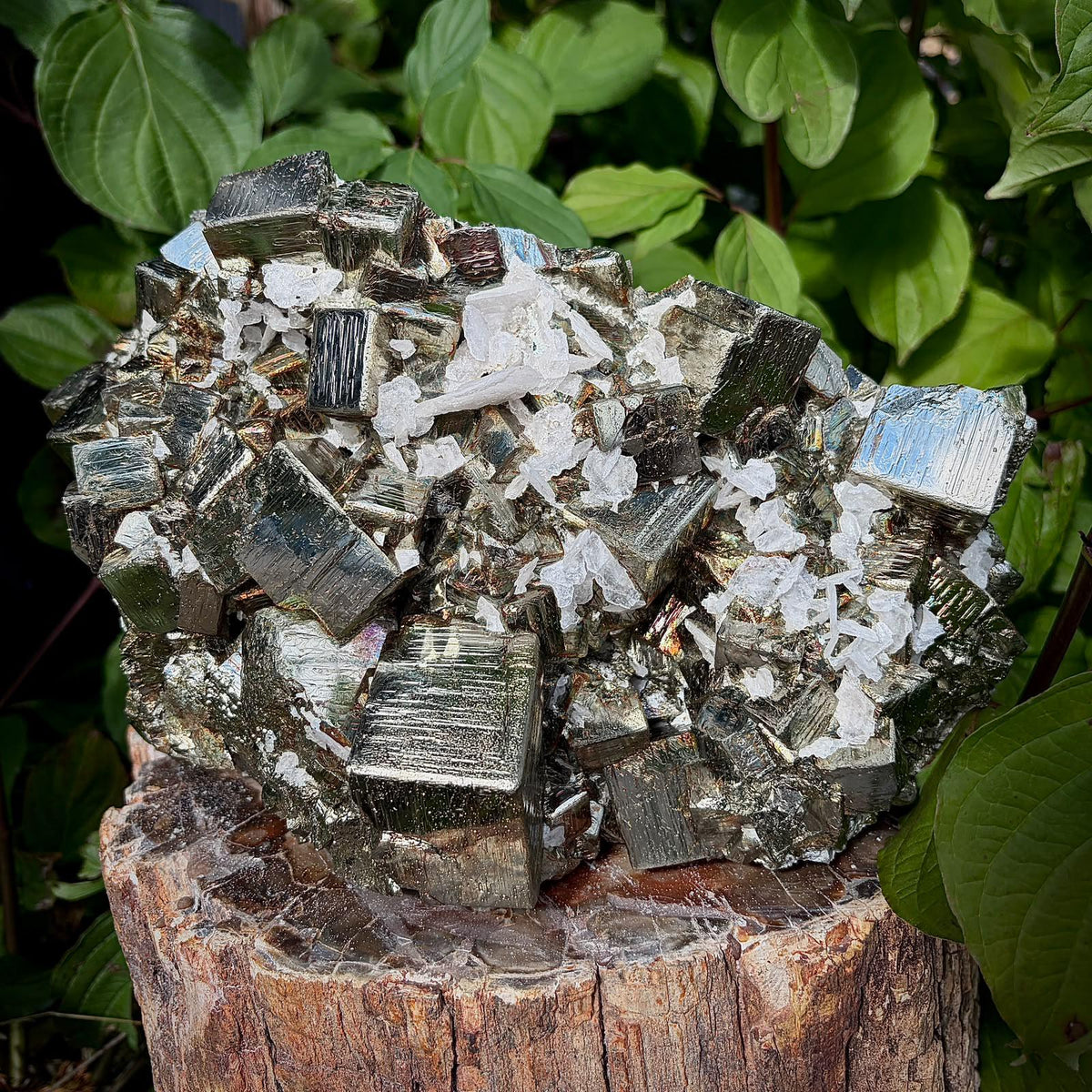XL Cubic Pyrite with Mangano Calcite Crystal | UV Fluorescent Collector Specimen | 8.51kg