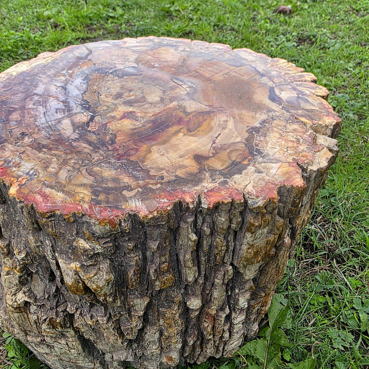 Large Petrified Wood Stump | 27.3kg Polished Fossil Wood | Natural Statement Interior Piece