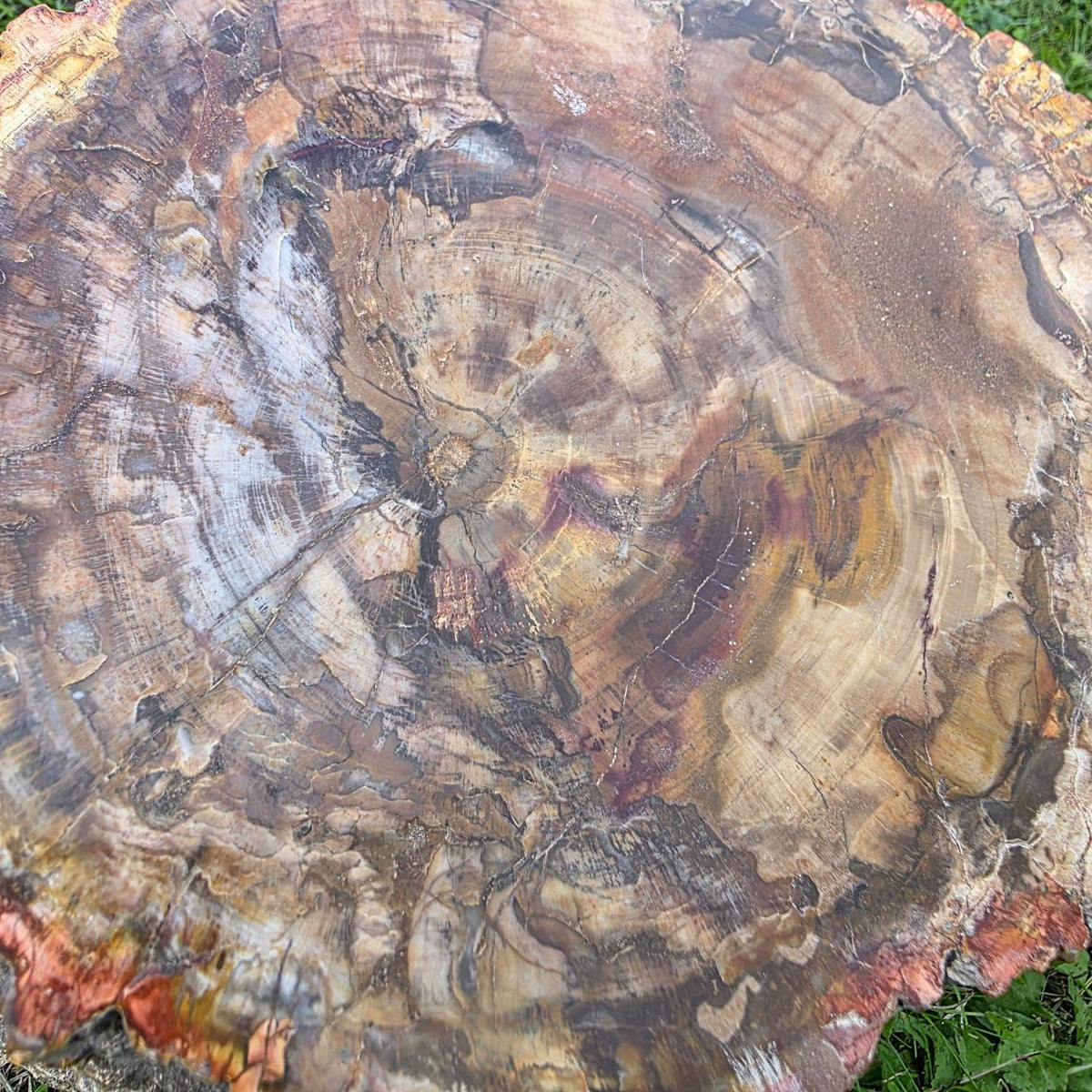 Large Petrified Wood Stump | 27.3kg Polished Fossil Wood | Natural Statement Interior Piece