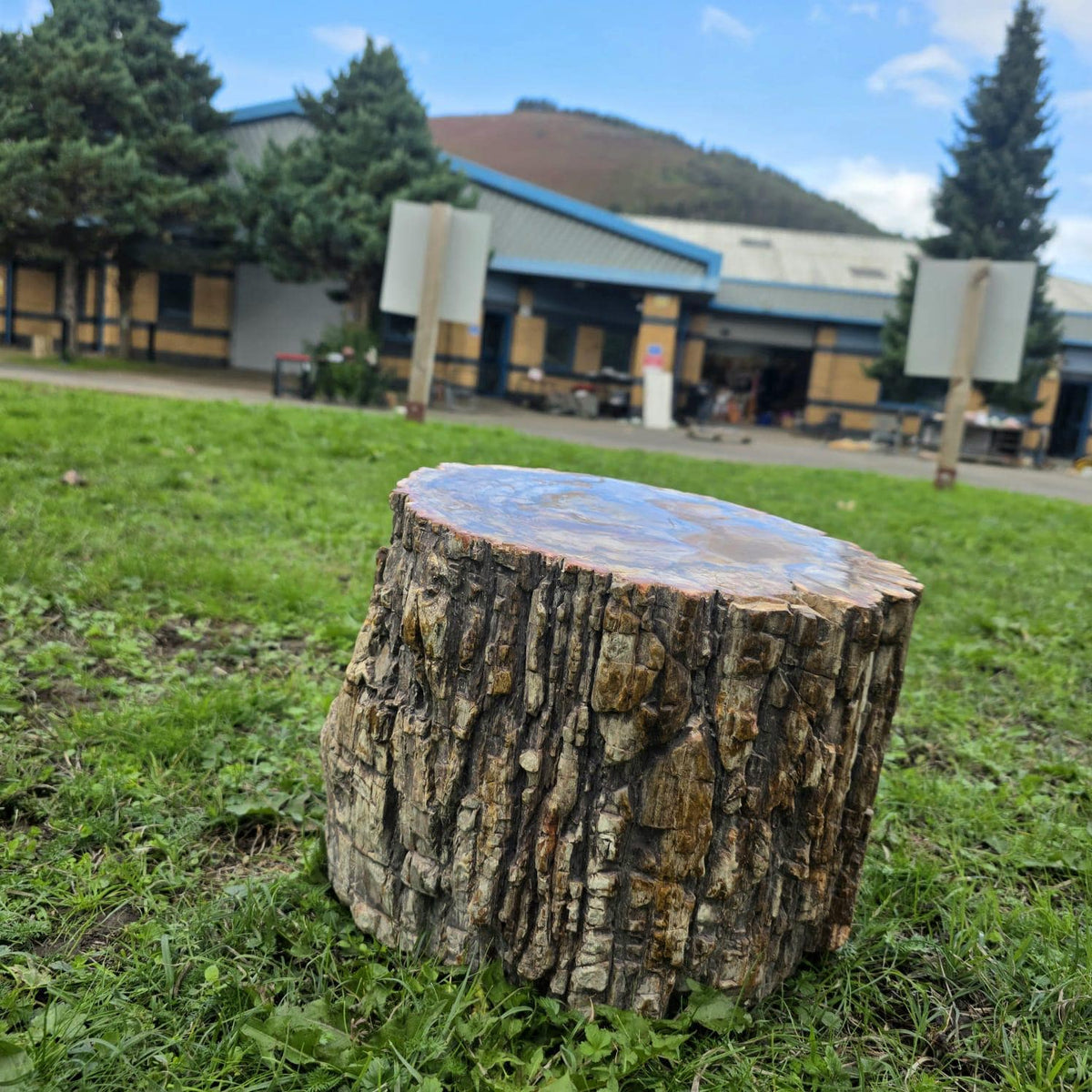 Large Petrified Wood Stump | 27.3kg Polished Fossil Wood | Natural Statement Interior Piece