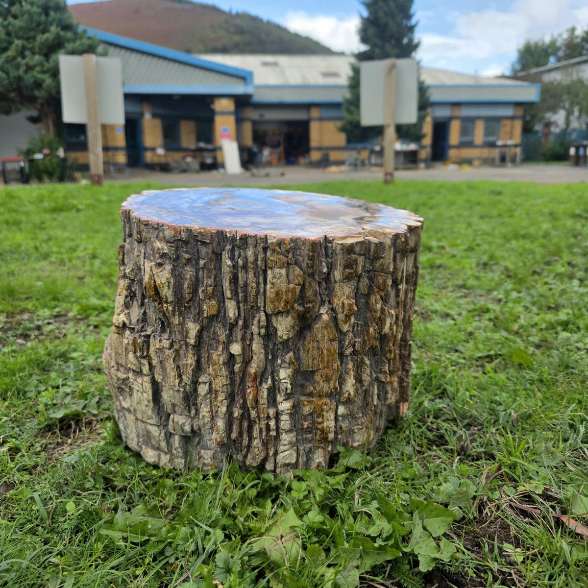 Large Petrified Wood Stump | 27.3kg Polished Fossil Wood | Natural Statement Interior Piece