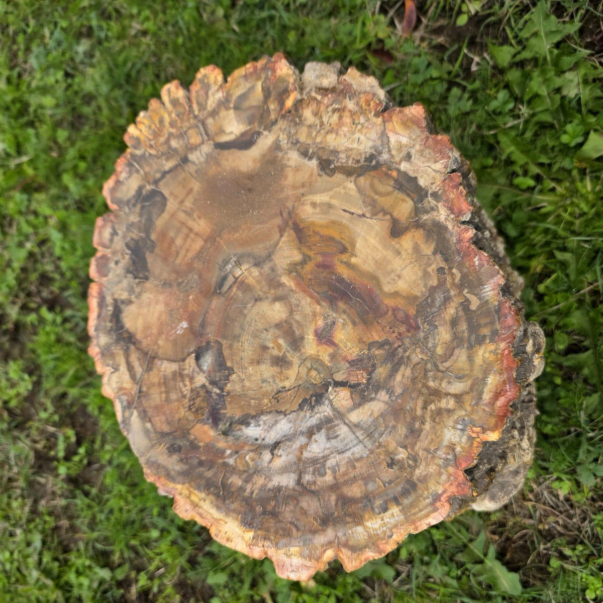 Large Petrified Wood Stump | 27.3kg Polished Fossil Wood | Natural Statement Interior Piece