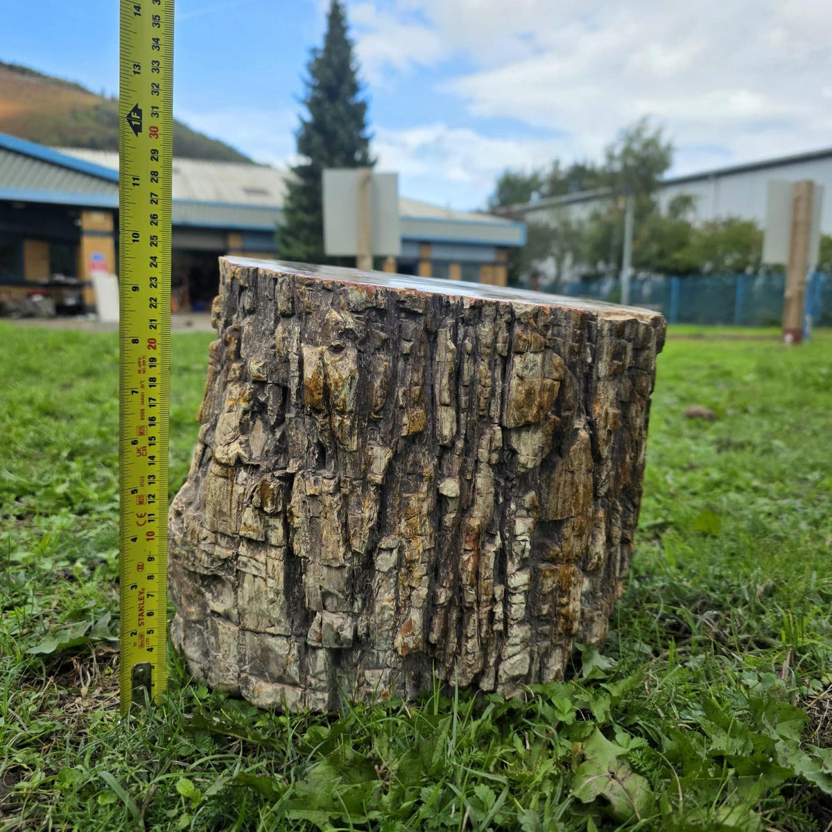 Large Petrified Wood Stump | 27.3kg Polished Fossil Wood | Natural Statement Interior Piece