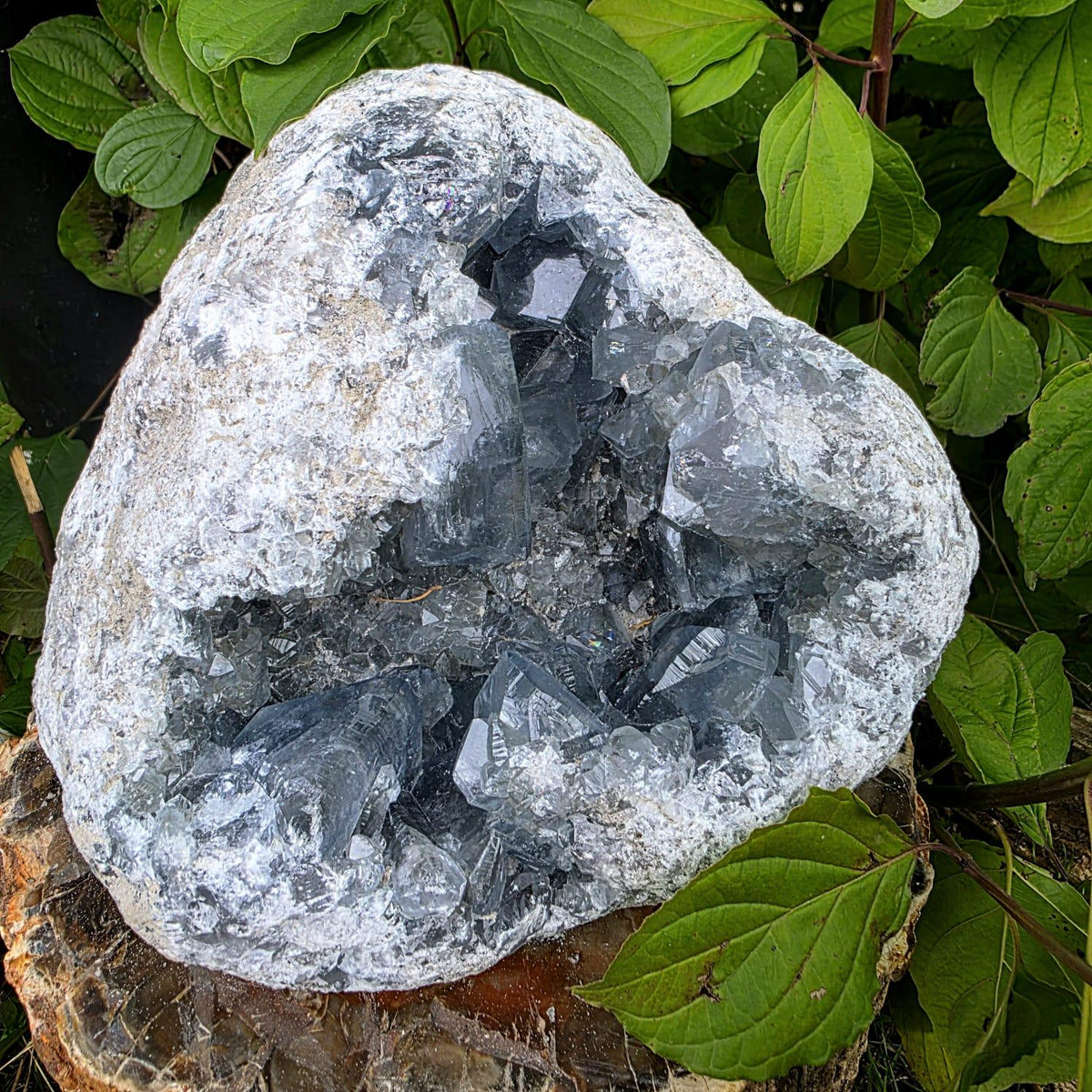 XL Celestite Crystal Geode | 8.84kg Natural Celestine Mineral Specimen