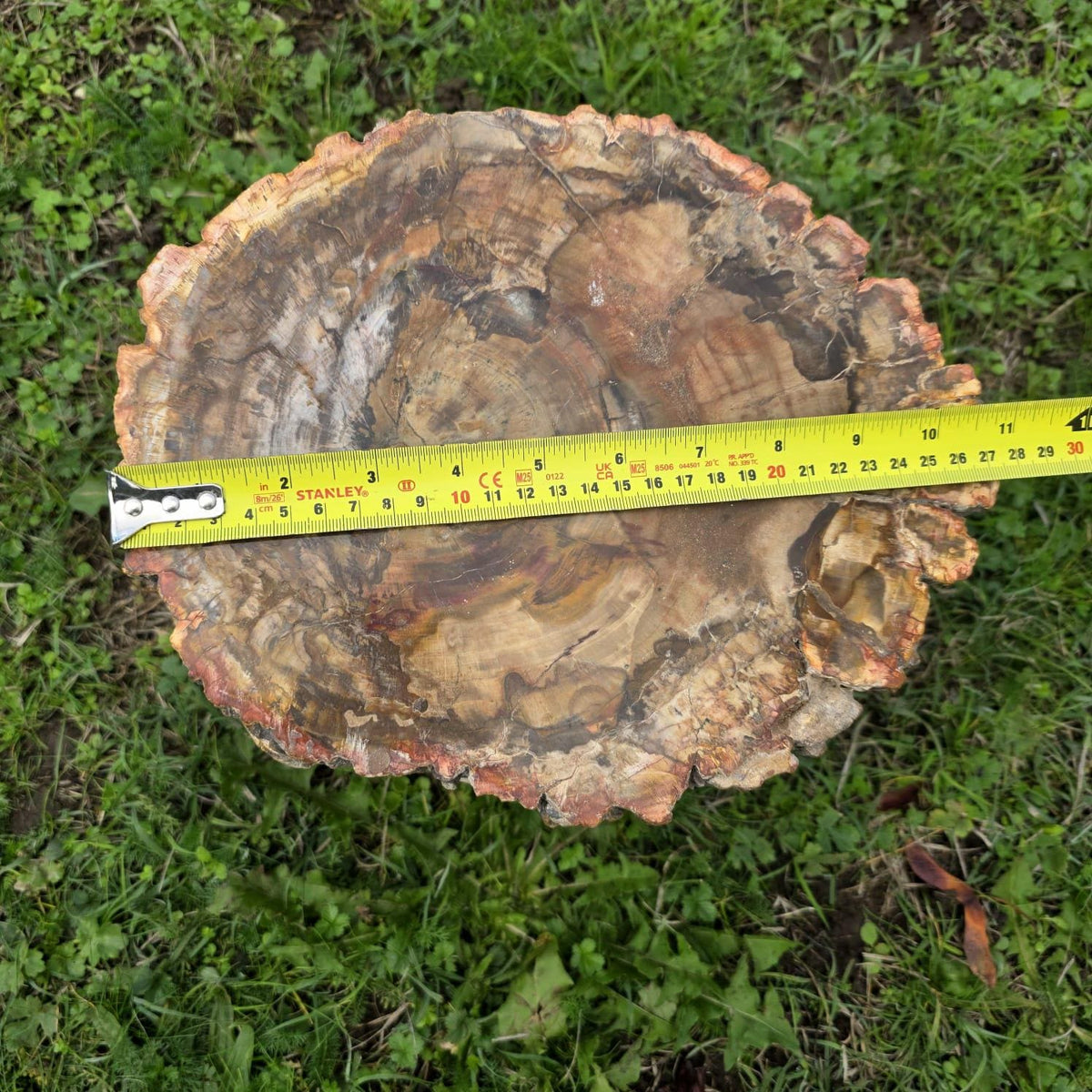 Large Petrified Wood Stump | 27.3kg Polished Fossil Wood | Natural Statement Interior Piece