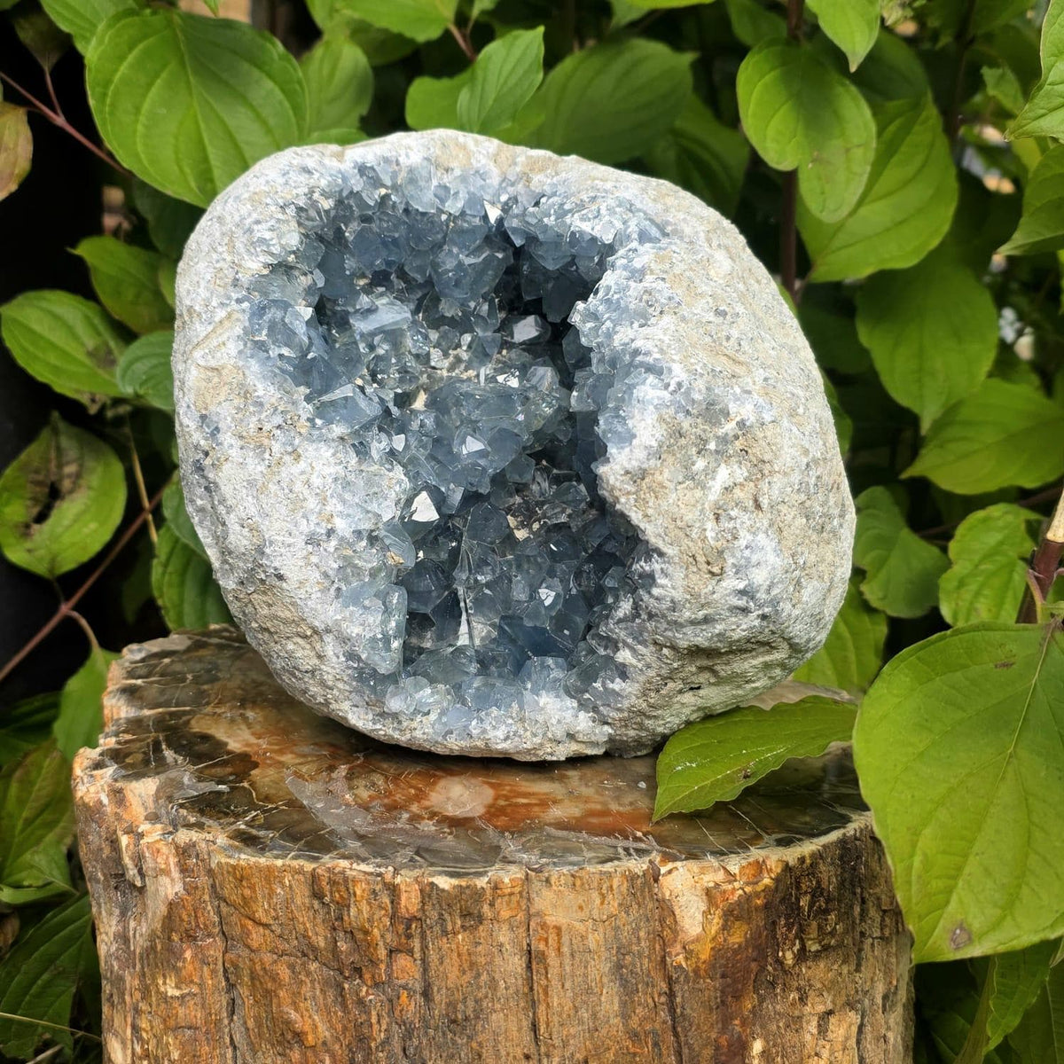 XL Celestite Crystal Geode | 8.69kg Natural Celestine Mineral Specimen