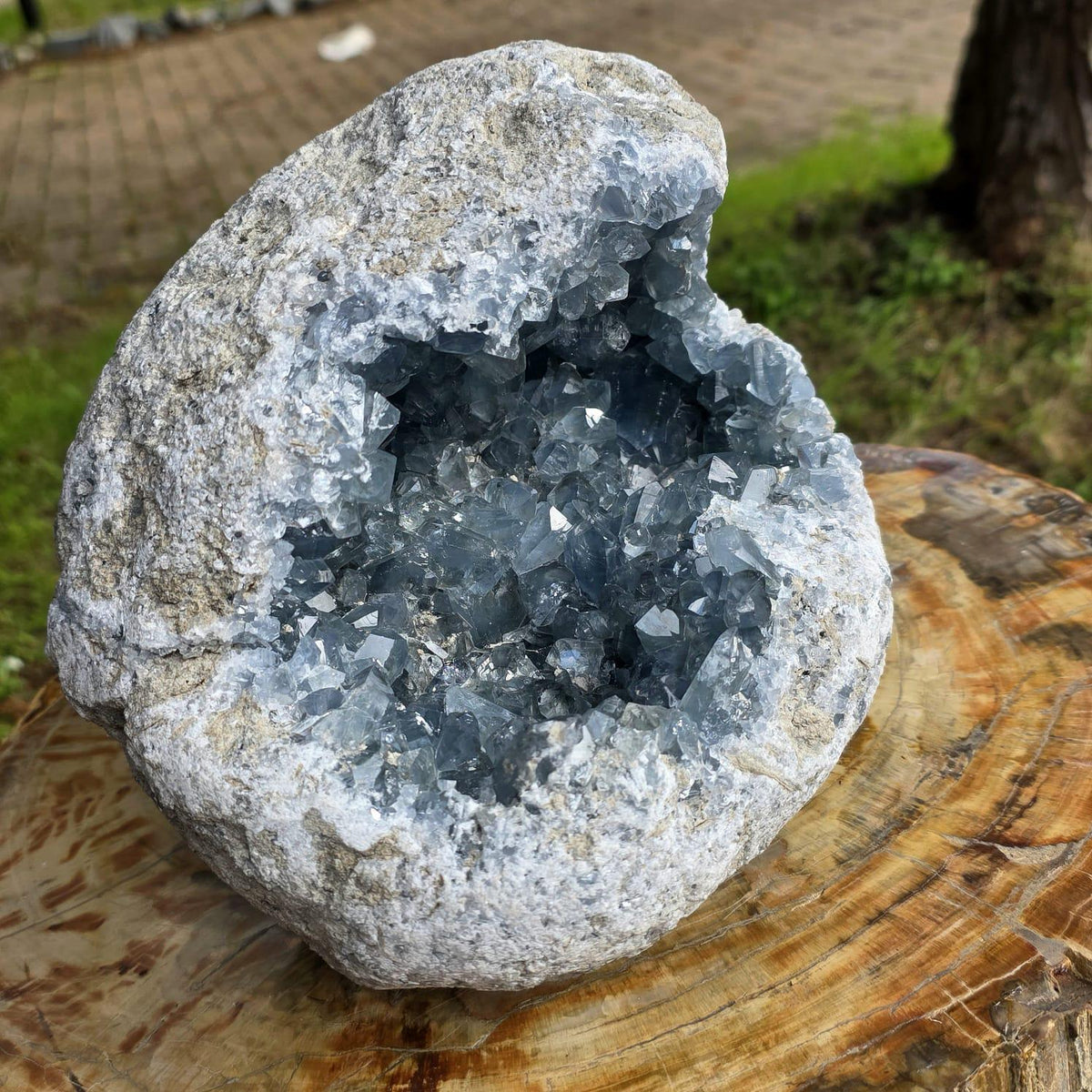 XL Celestite Crystal Geode | 8.69kg Natural Celestine Mineral Specimen