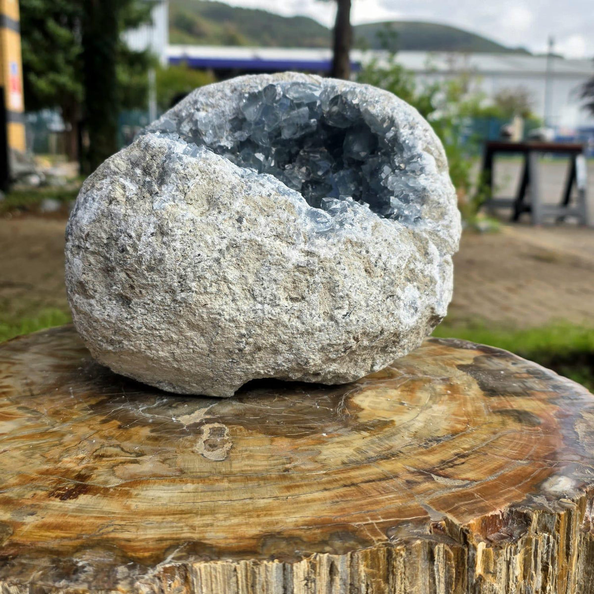 XL Celestite Crystal Geode | 8.69kg Natural Celestine Mineral Specimen