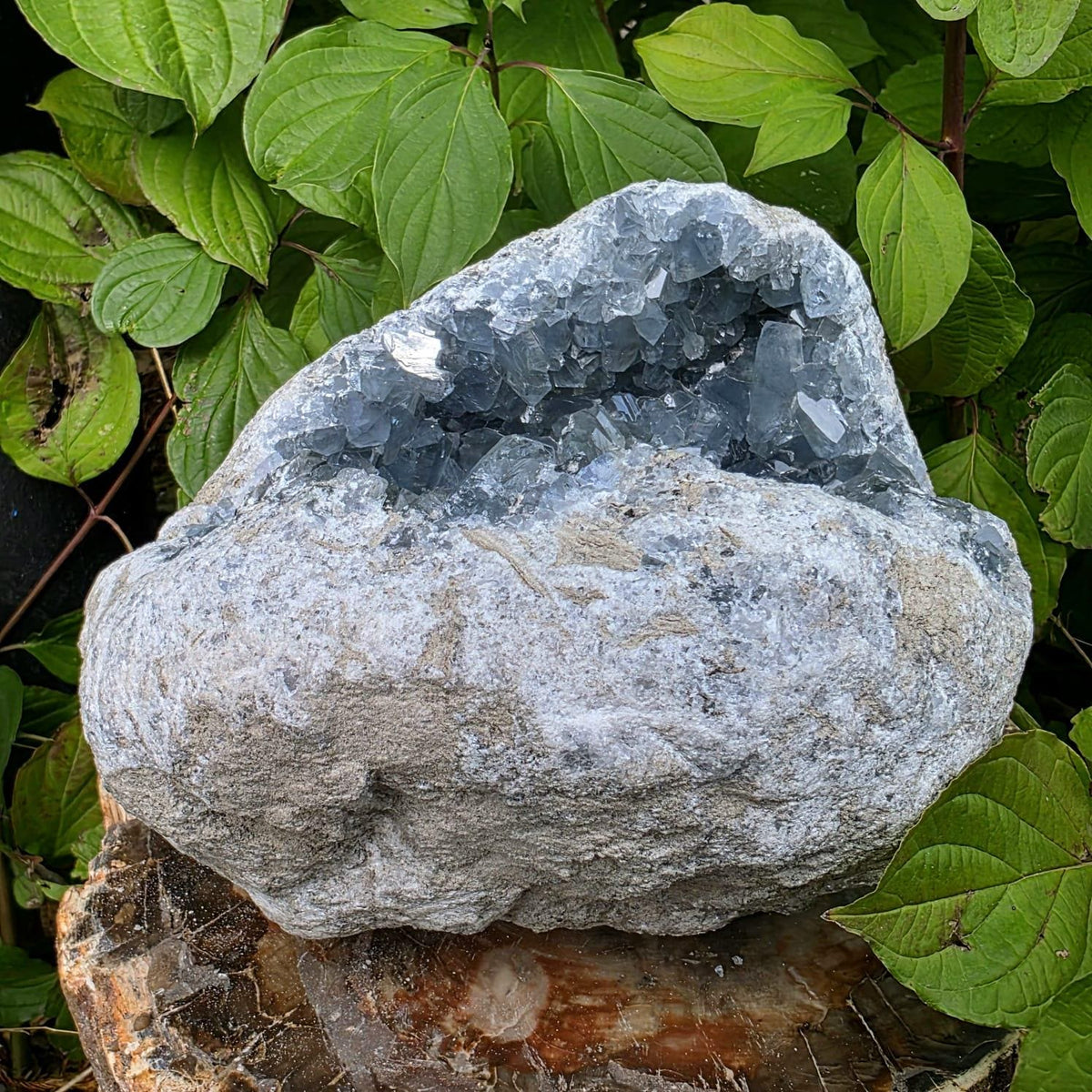 XL Celestite Crystal Geode | 8.69kg Natural Celestine Mineral Specimen