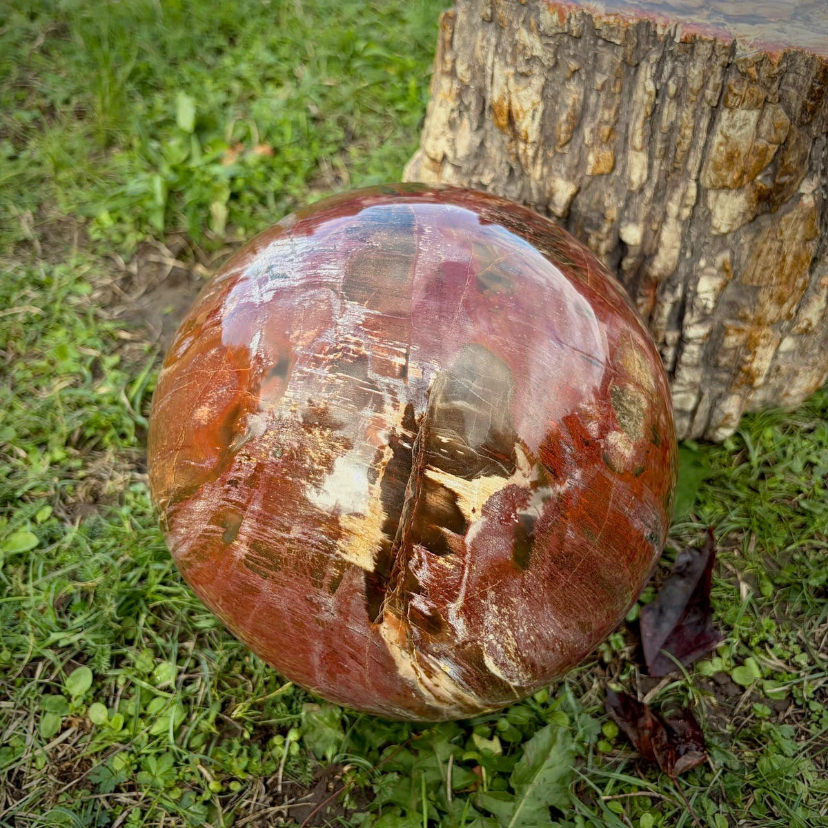 XL Petrified Wood Sphere | 14.48kg Red Fossil Wood | Statement Mineral Specimen