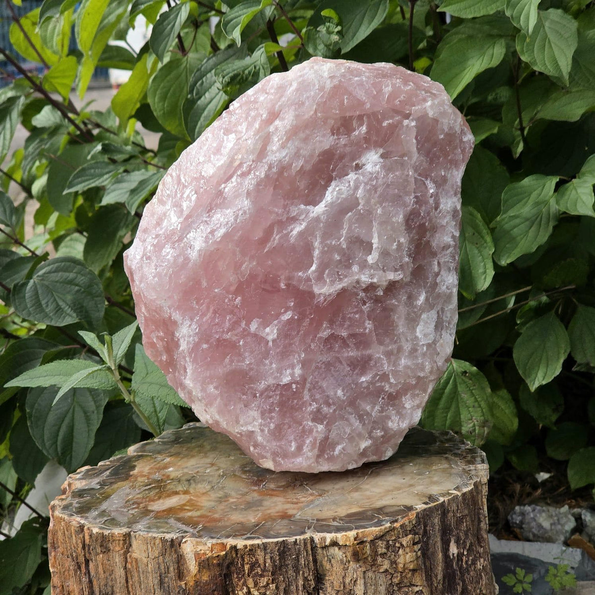 XL Raw Rose Quartz Crystal Rough Natural | 10.3kg