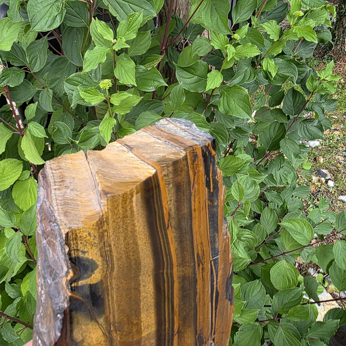 XXL Tiger's Eye Crystal Slice | Polished Specimen | 2.56kg