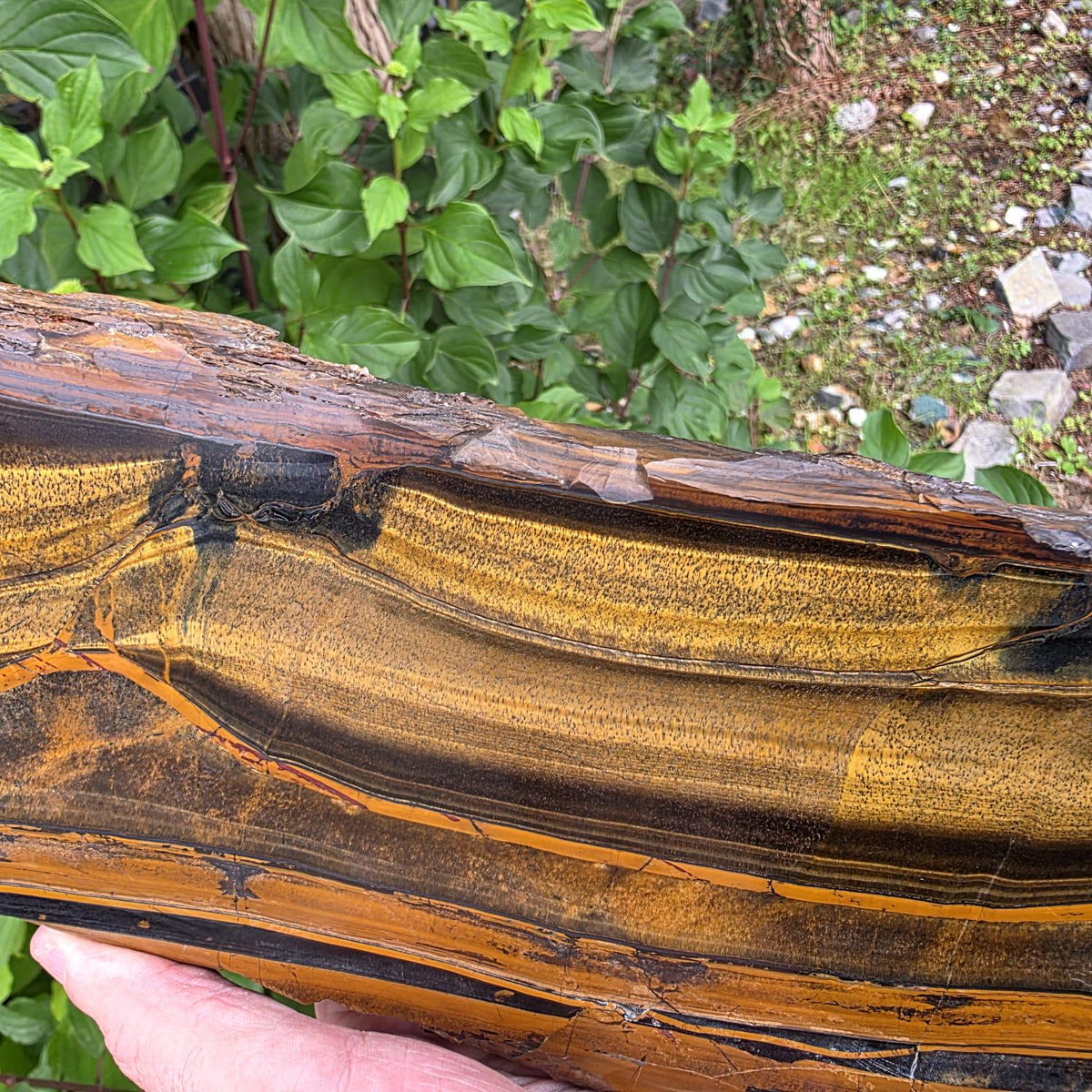 XXL Tiger's Eye Crystal Slice | Polished Specimen | 2.56kg
