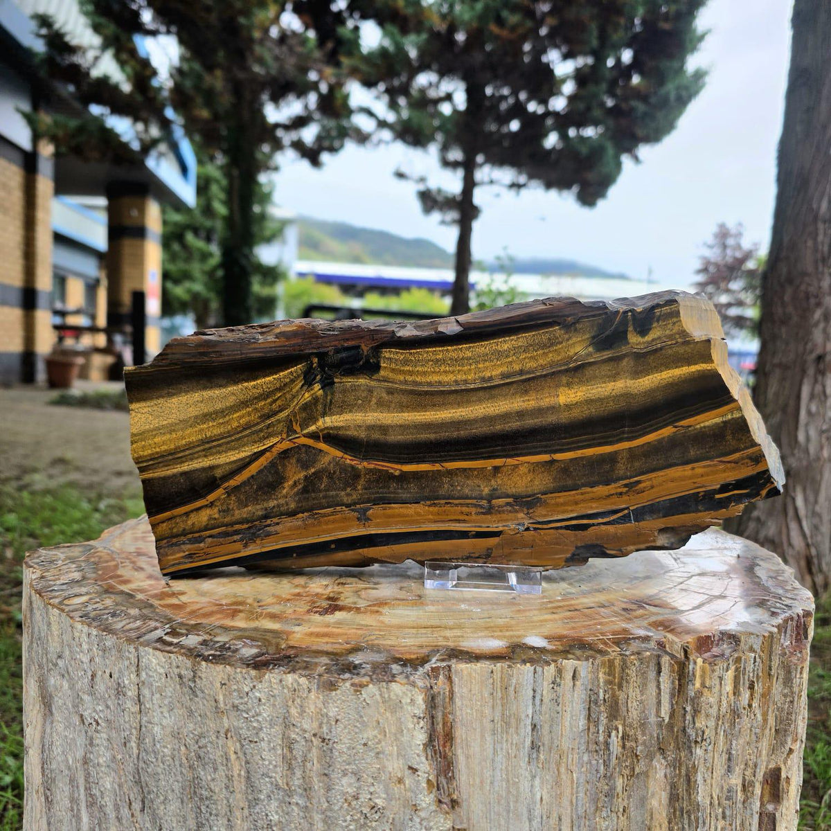 XXL Tiger's Eye Crystal Slice | Polished Specimen | 2.56kg