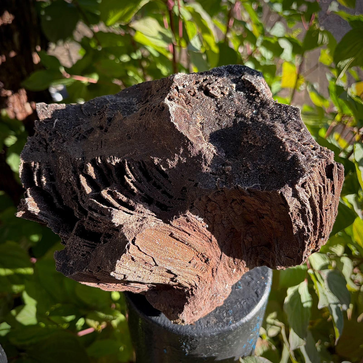 Petrified Wood with Quartz Druzy | Permineralised Fossil from Germany | 5.57kg Collector Specimen