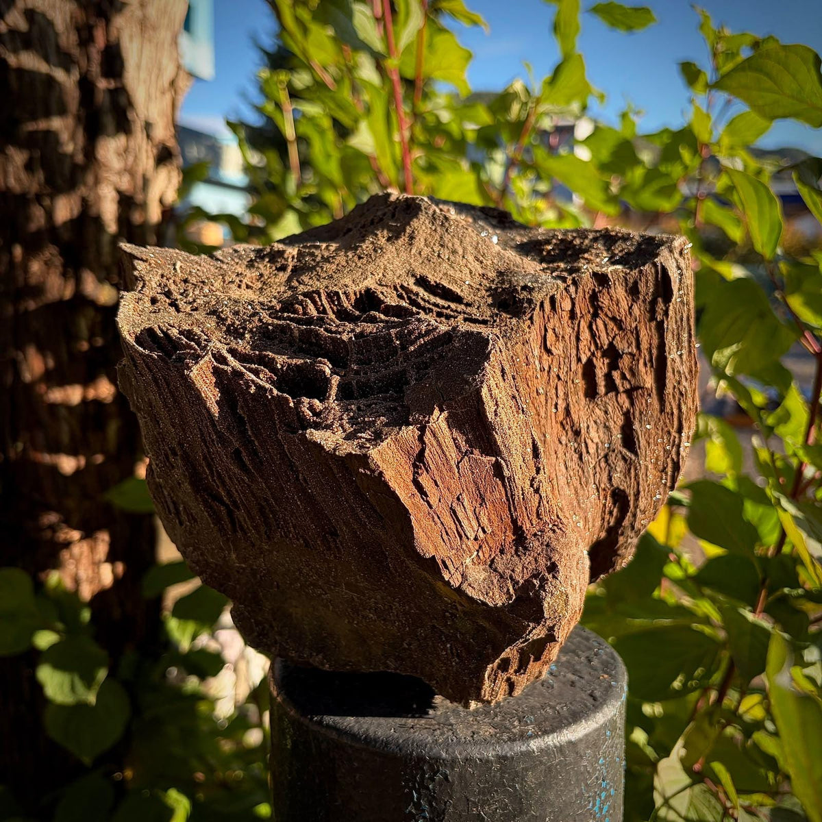 Petrified Wood with Quartz Druzy | Permineralised Fossil from Germany | 5.57kg Collector Specimen