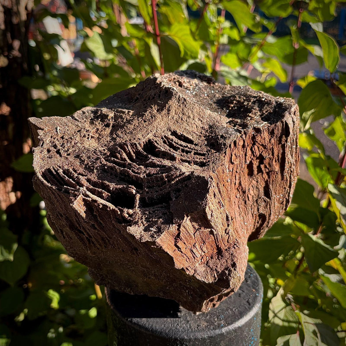 Petrified Wood with Quartz Druzy | Permineralised Fossil from Germany | 5.57kg Collector Specimen
