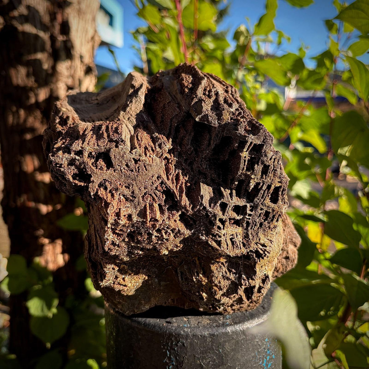 Petrified Wood with Quartz Druzy | Permineralised Fossil from Germany | 5.57kg Collector Specimen