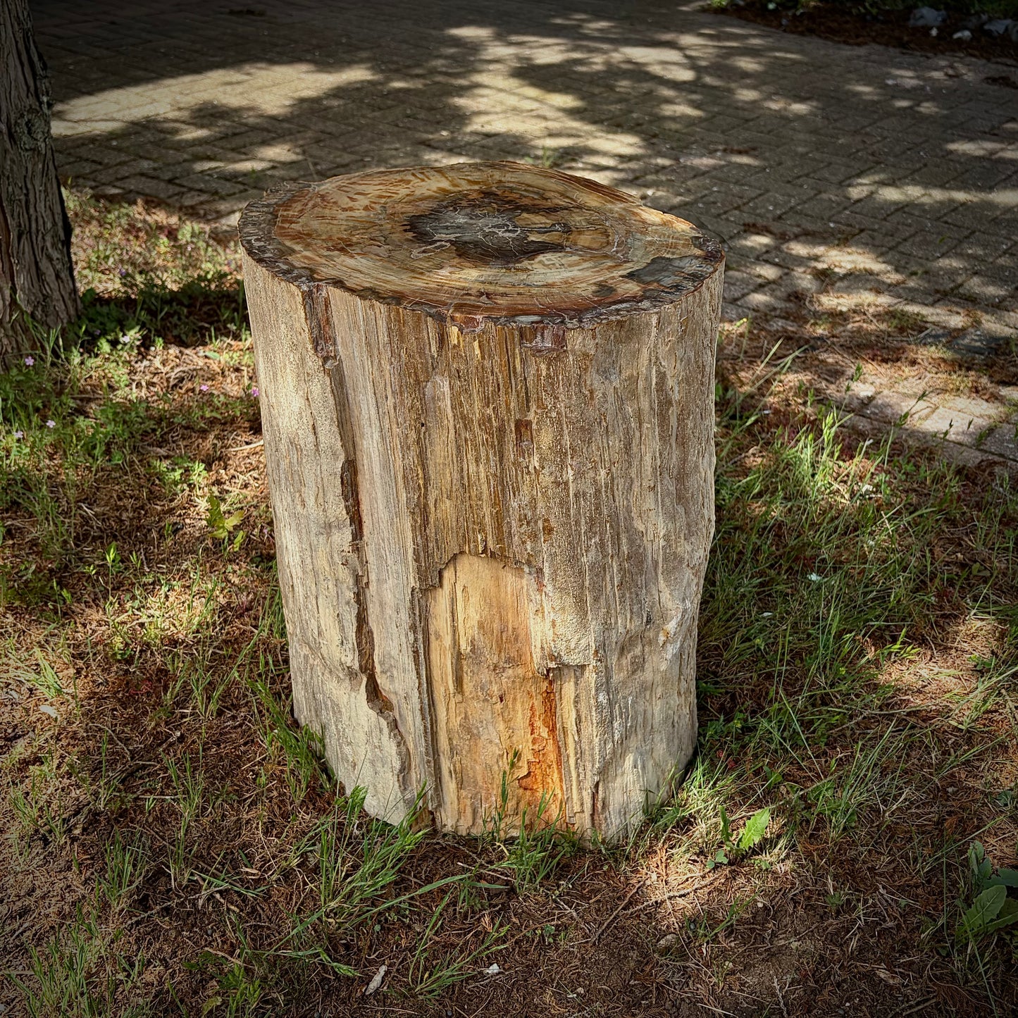 Natural Petrified Fossil Wood Stump / Garden Stool - 127kg