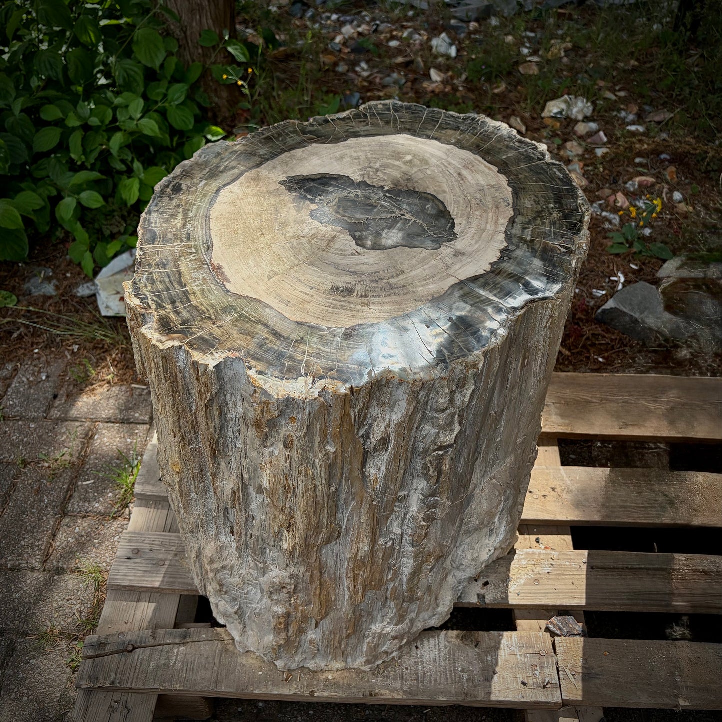 Natural Petrified Fossil Wood Stump / Garden Stool - 217kg