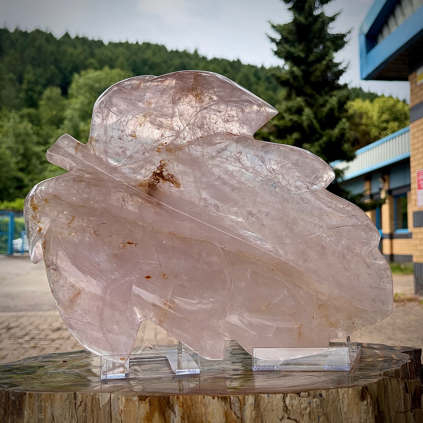 XL Polished Rose Quartz Leaf Carving | 4.1KG