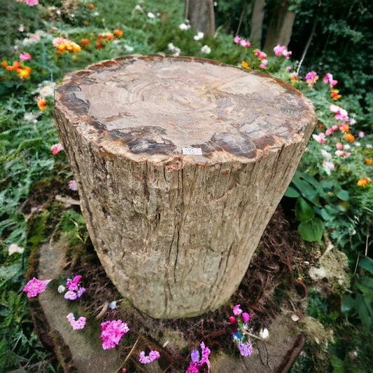large fossil wood stump