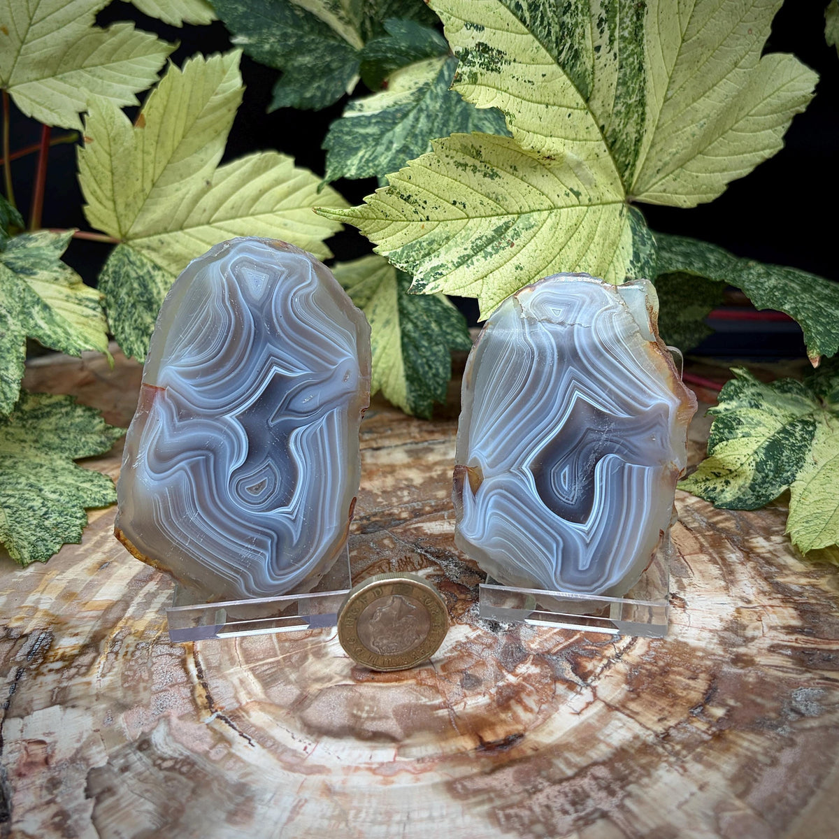 Twin natural Agate slices showing distinctive banded patterning
