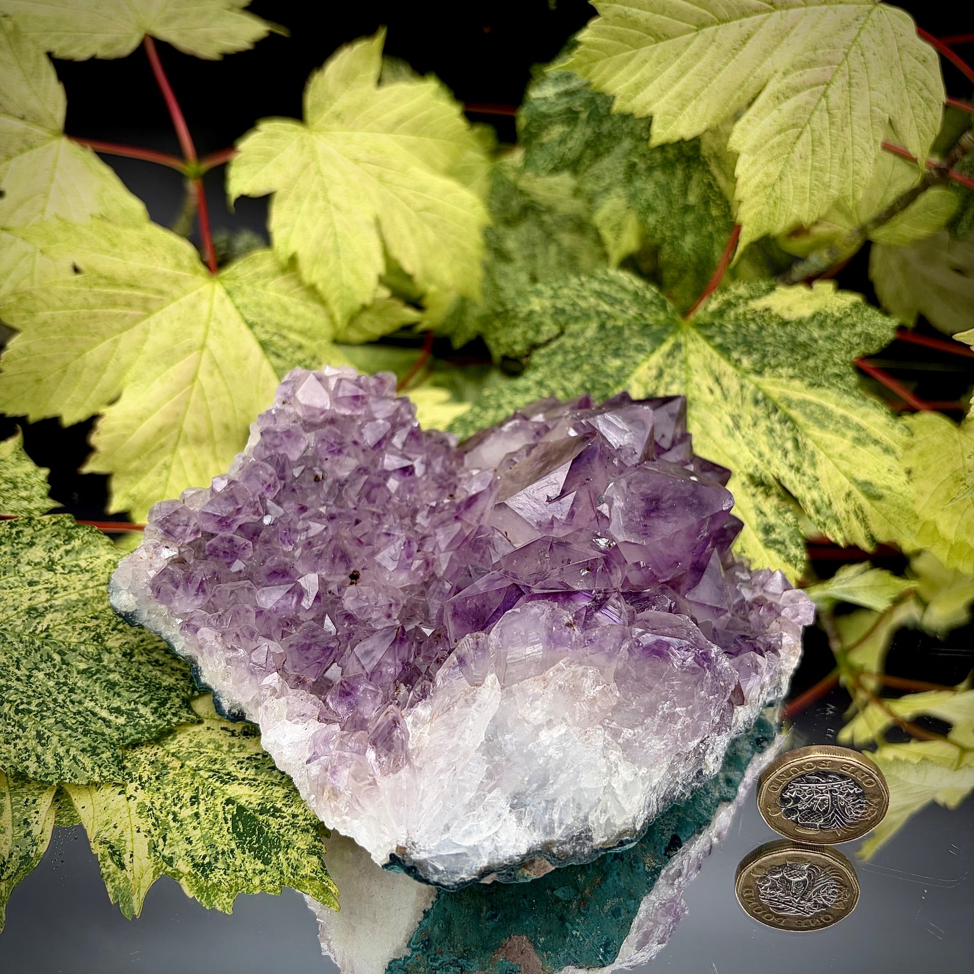 Large natural amethyst cluster showing sparkling purple crystals with pound coin for scale.