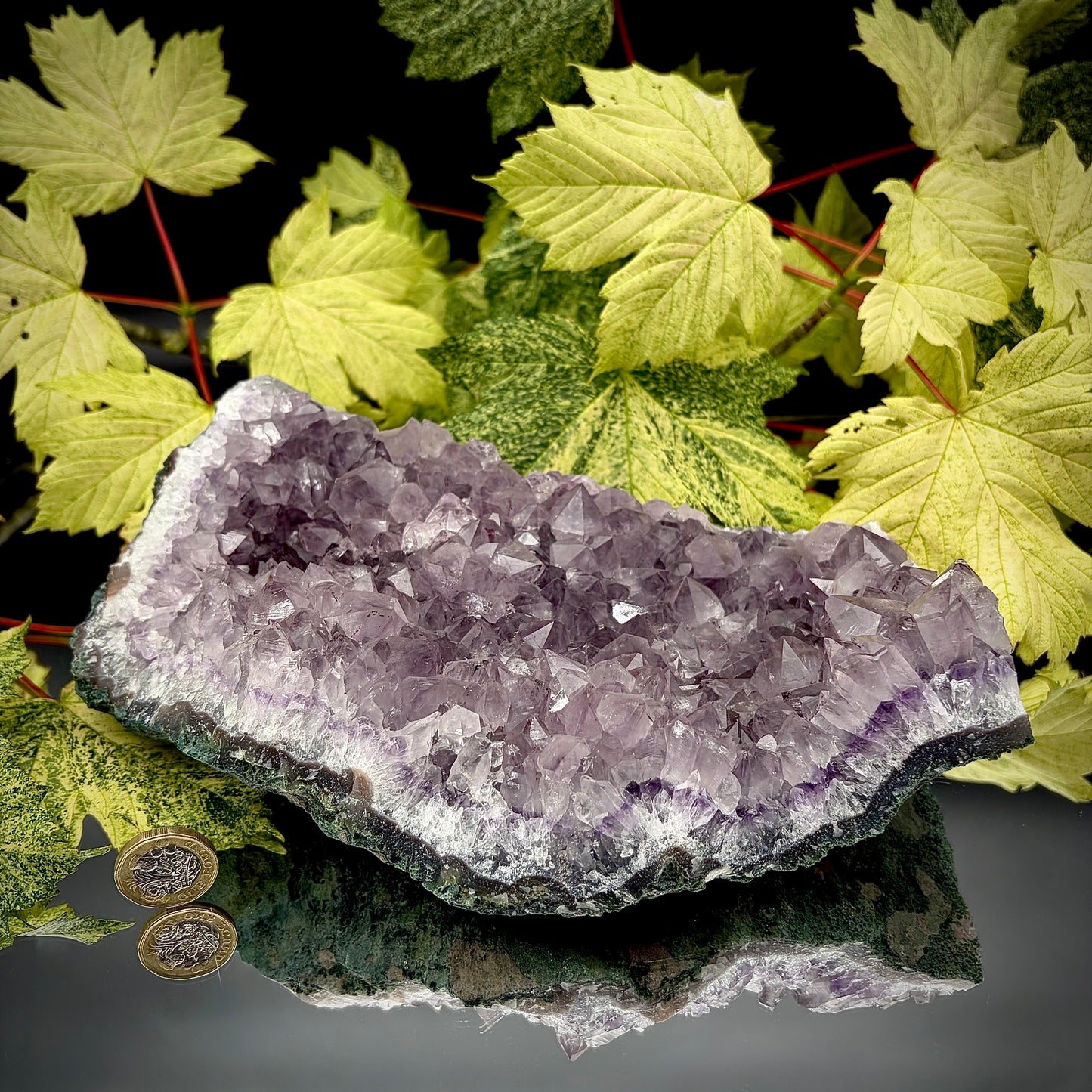 Large natural amethyst cluster showing sparkling purple crystals with pound coin for scale.
