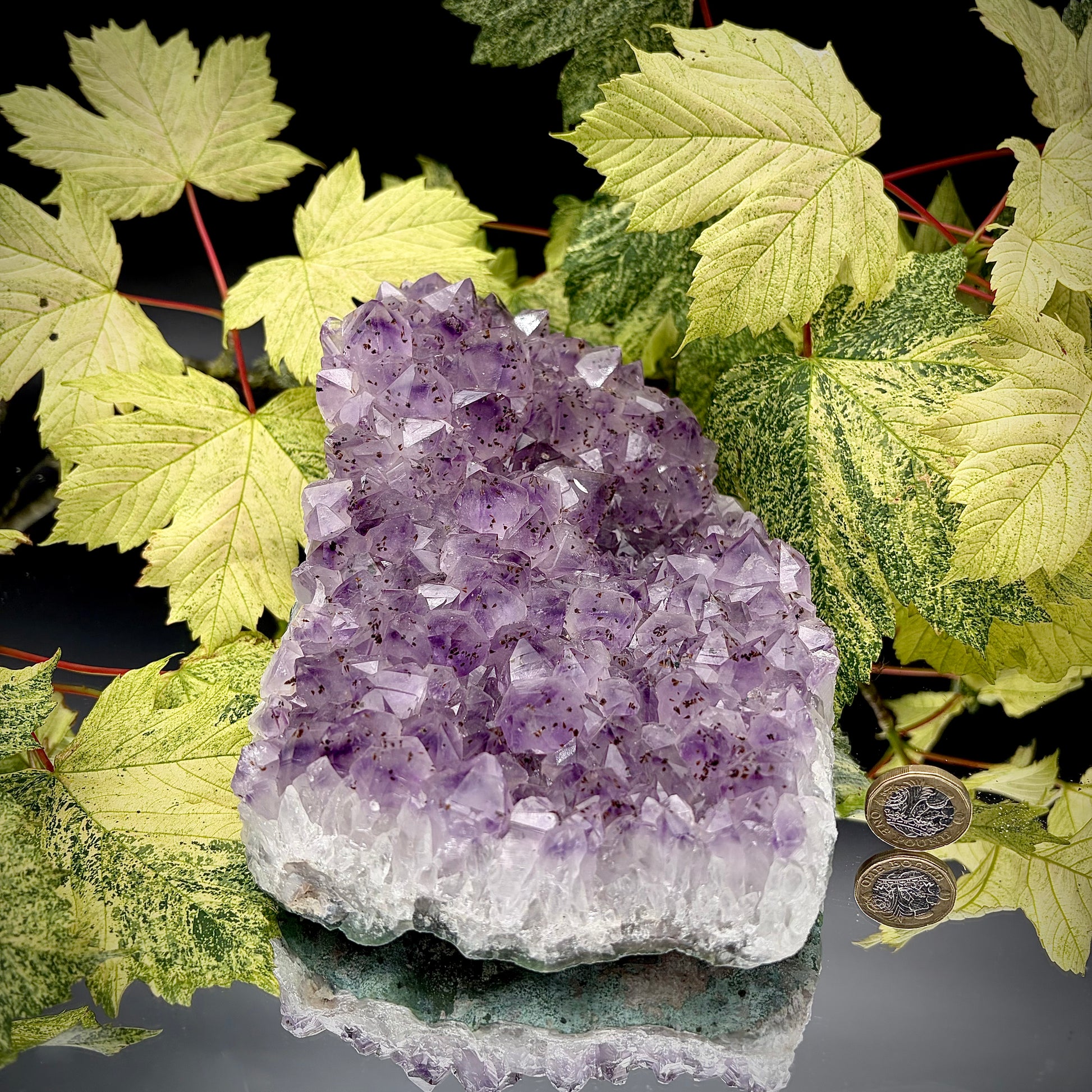 Large natural amethyst cluster showing sparkling purple crystals with pound coin for scale.