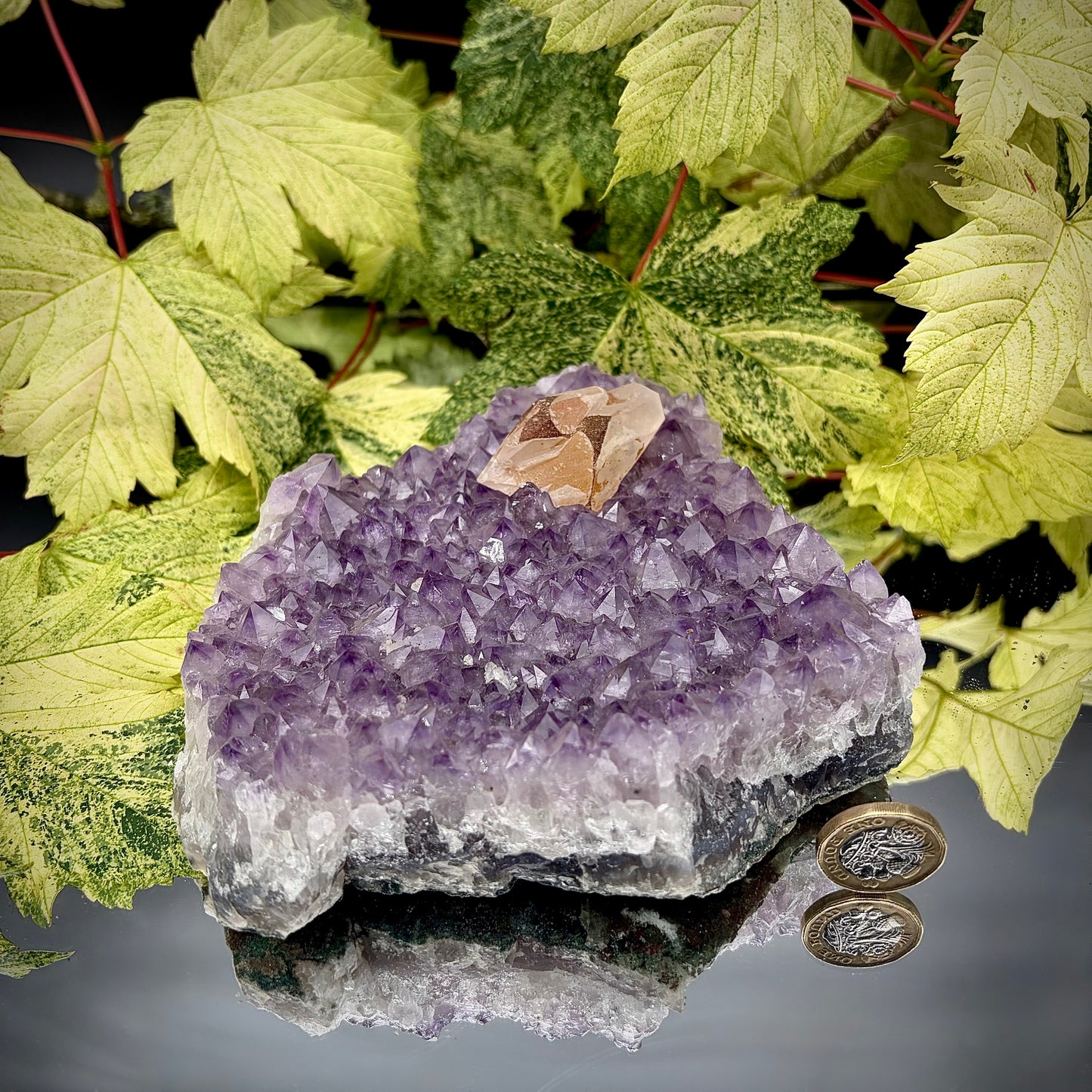 Large natural amethyst cluster showing sparkling purple crystals with pound coin for scale.