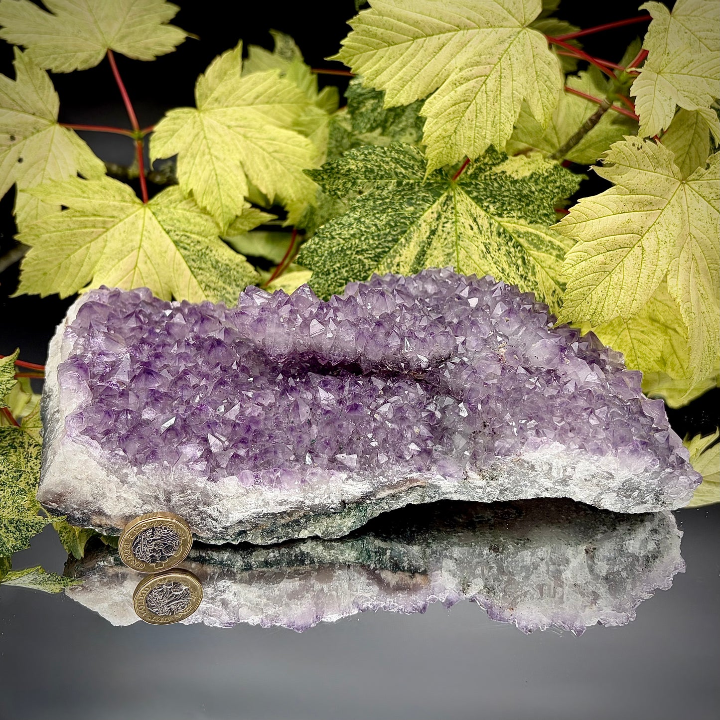 Large natural amethyst cluster showing sparkling purple crystals with pound coin for scale.