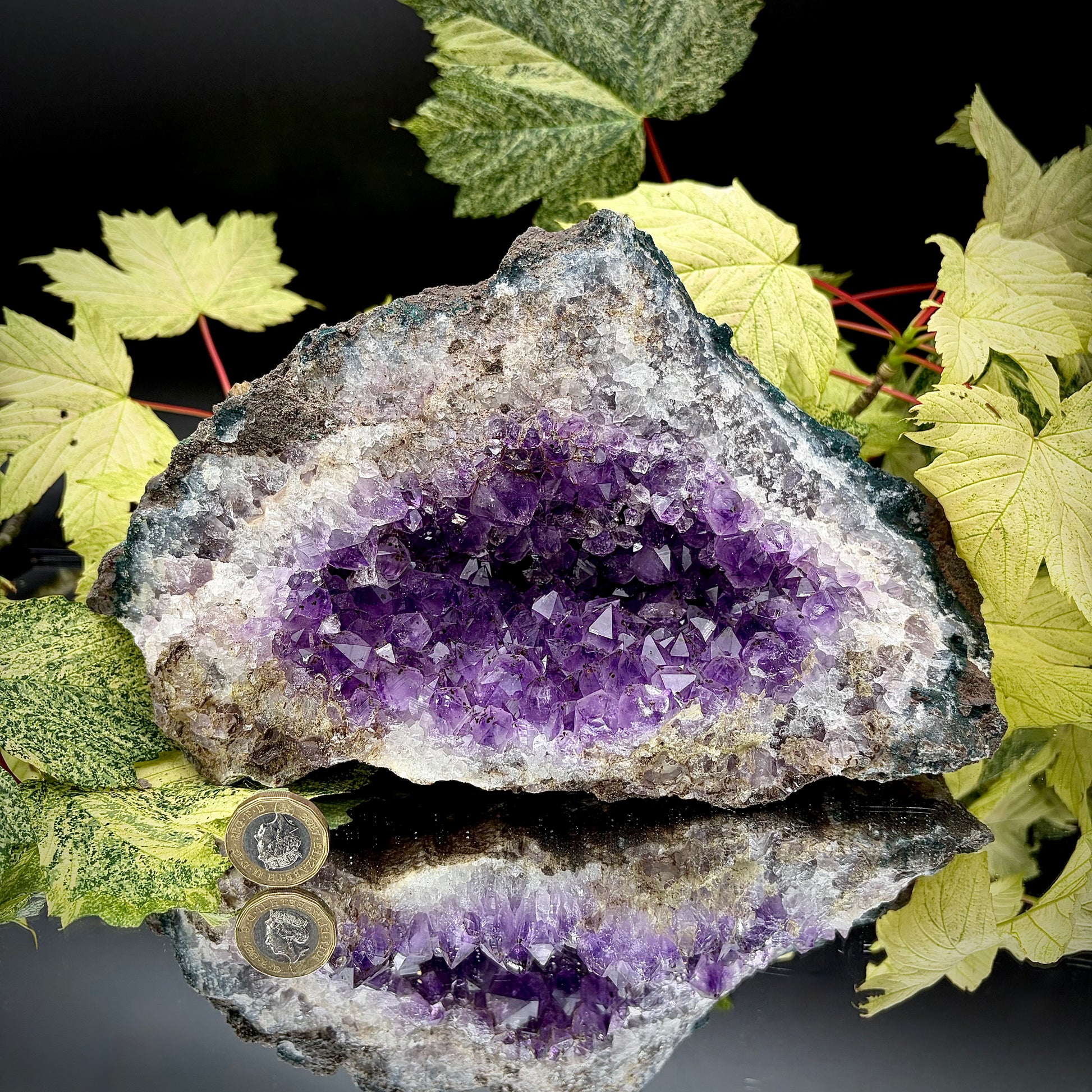 Large natural amethyst cluster showing sparkling purple crystals with pound coin for scale.