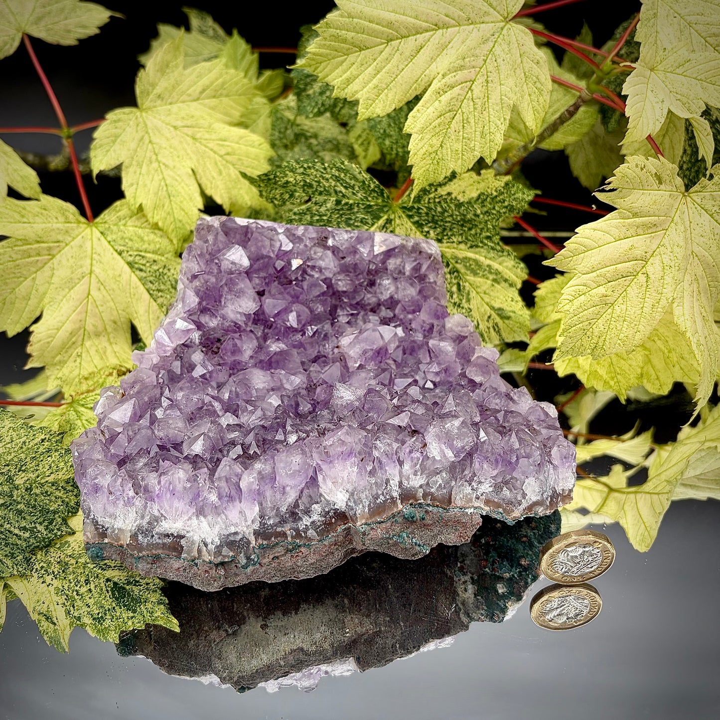 Large natural amethyst cluster showing sparkling purple crystals with pound coin for scale.