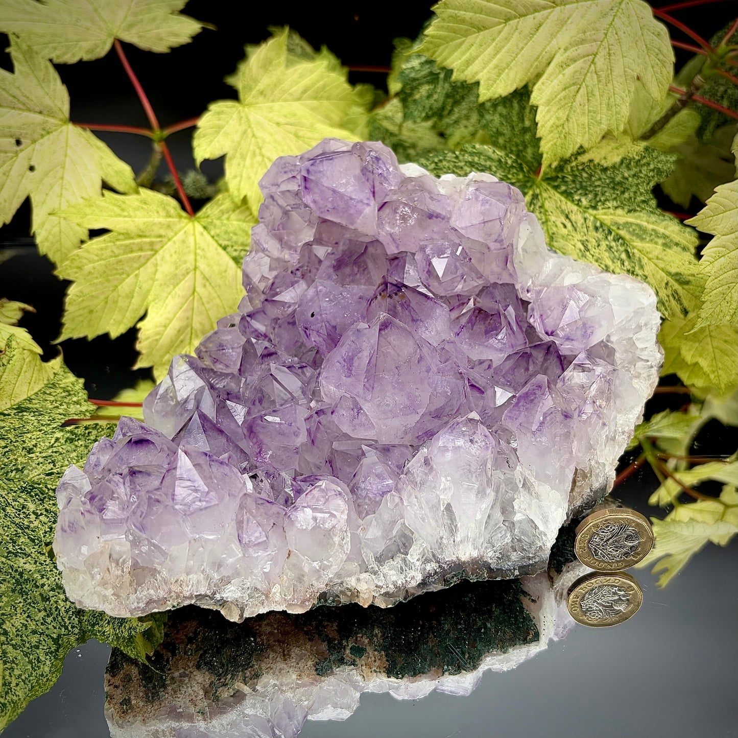 Large natural amethyst cluster showing sparkling purple crystals with pound coin for scale.