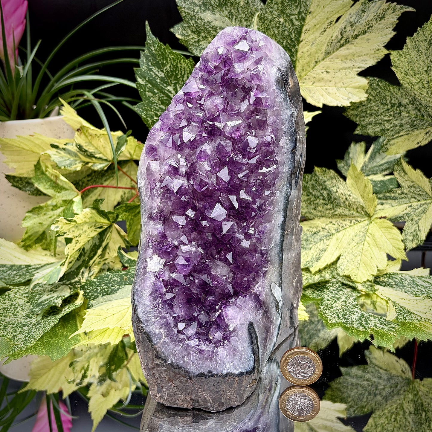 Uruguayan amethyst freeform showing sparkling purple crystals with pound coin for scale.