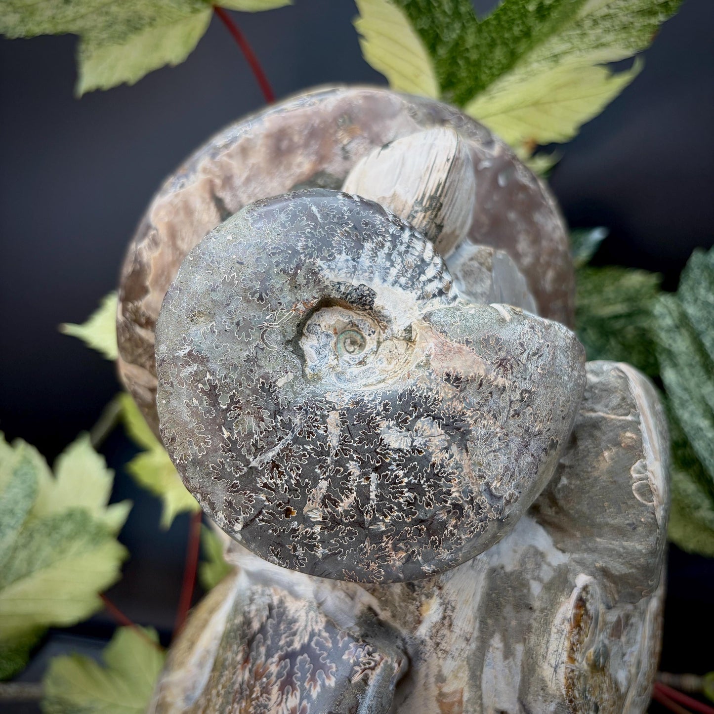 One-of-a-kind ammonite fossil collector display piece