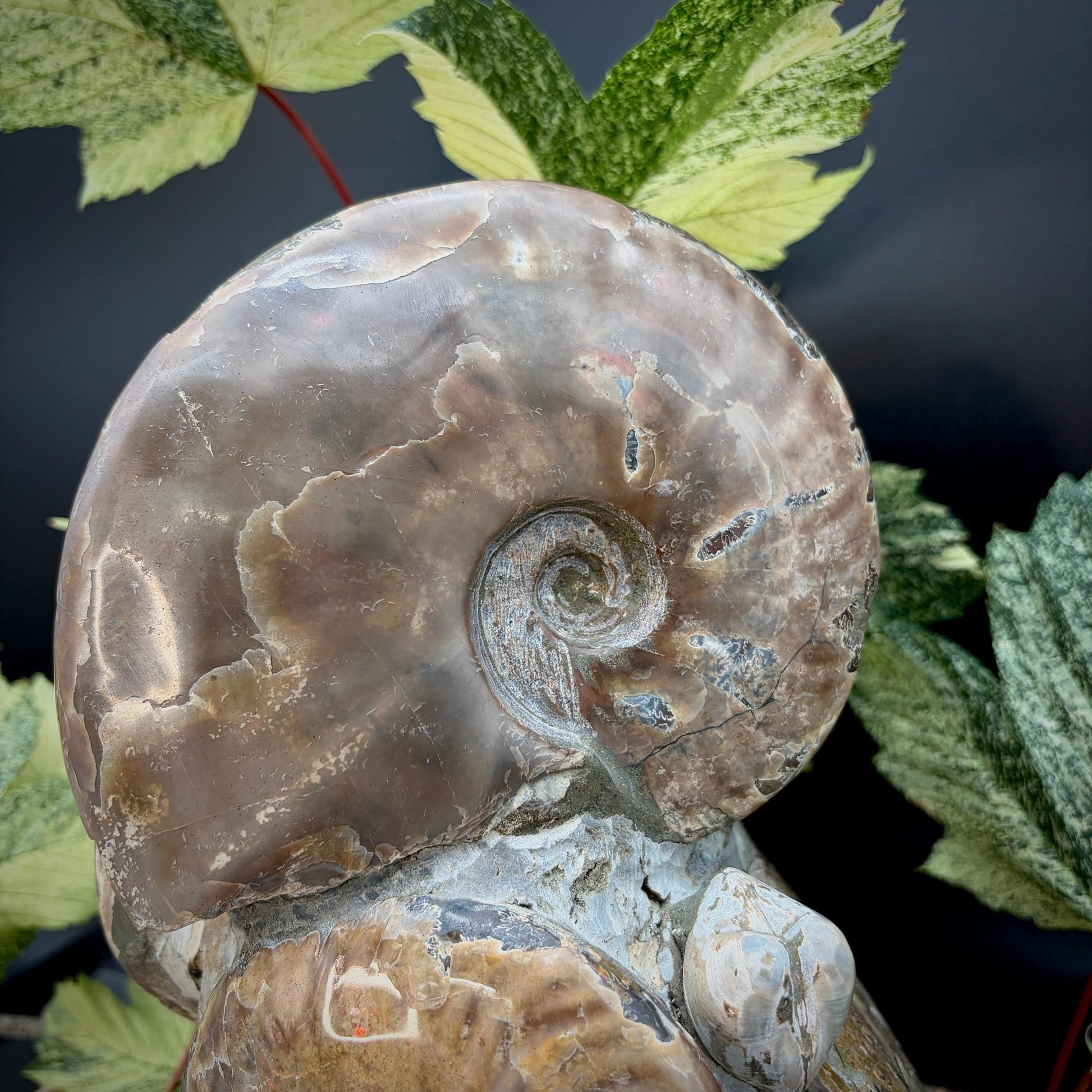 Ammonite fossil sculpture as statement natural home decor