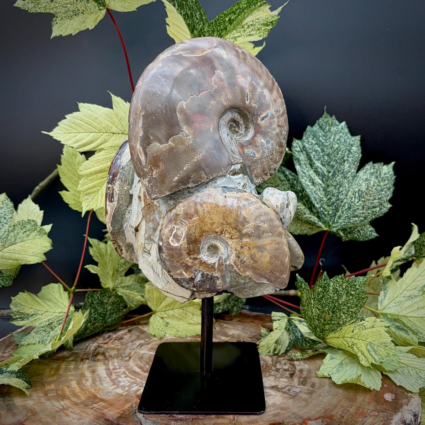 Natural ammonite fossil on display stand from Madagascar