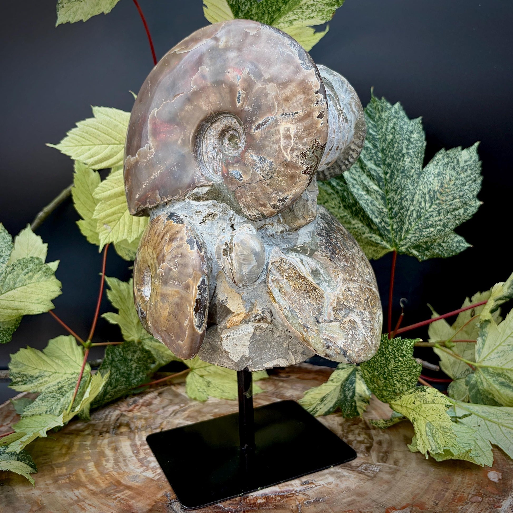 Ammonite fossil sculpture displayed on a stand