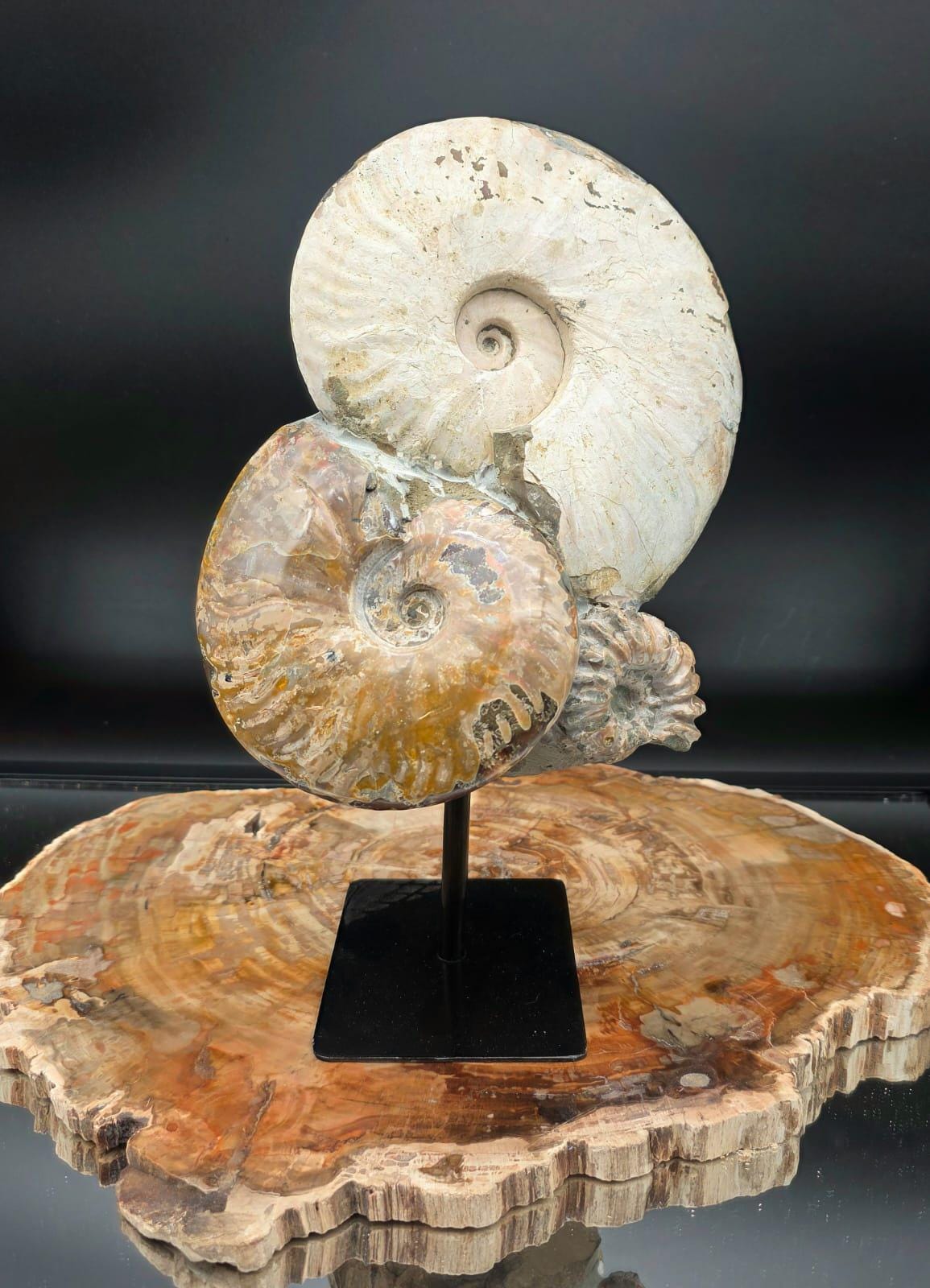 One-of-a-kind ammonite fossil sculpture mounted on a black metal display stand.