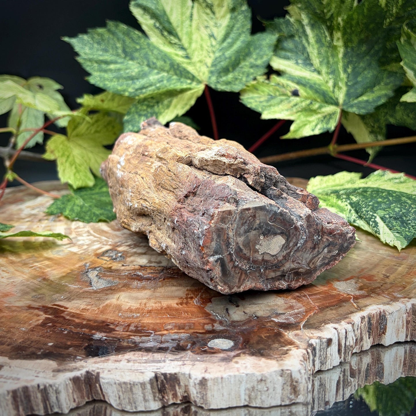 Ancient fossilised wood natural display specimen