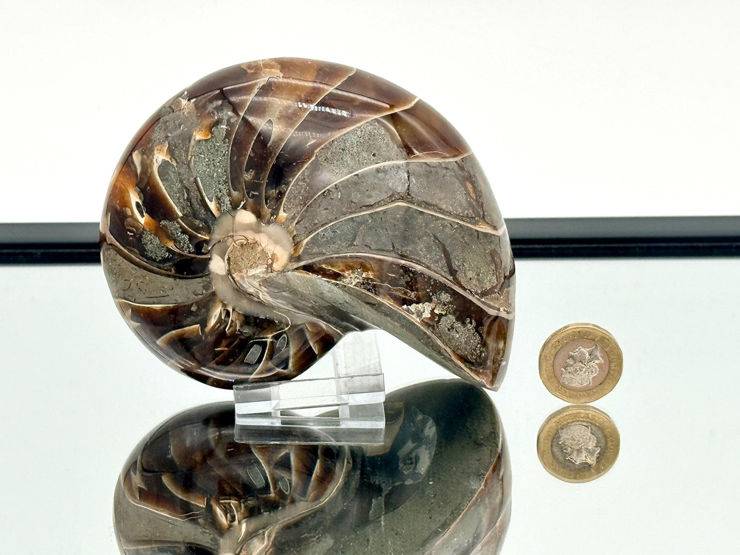 large nautilus fossil from madagascar 