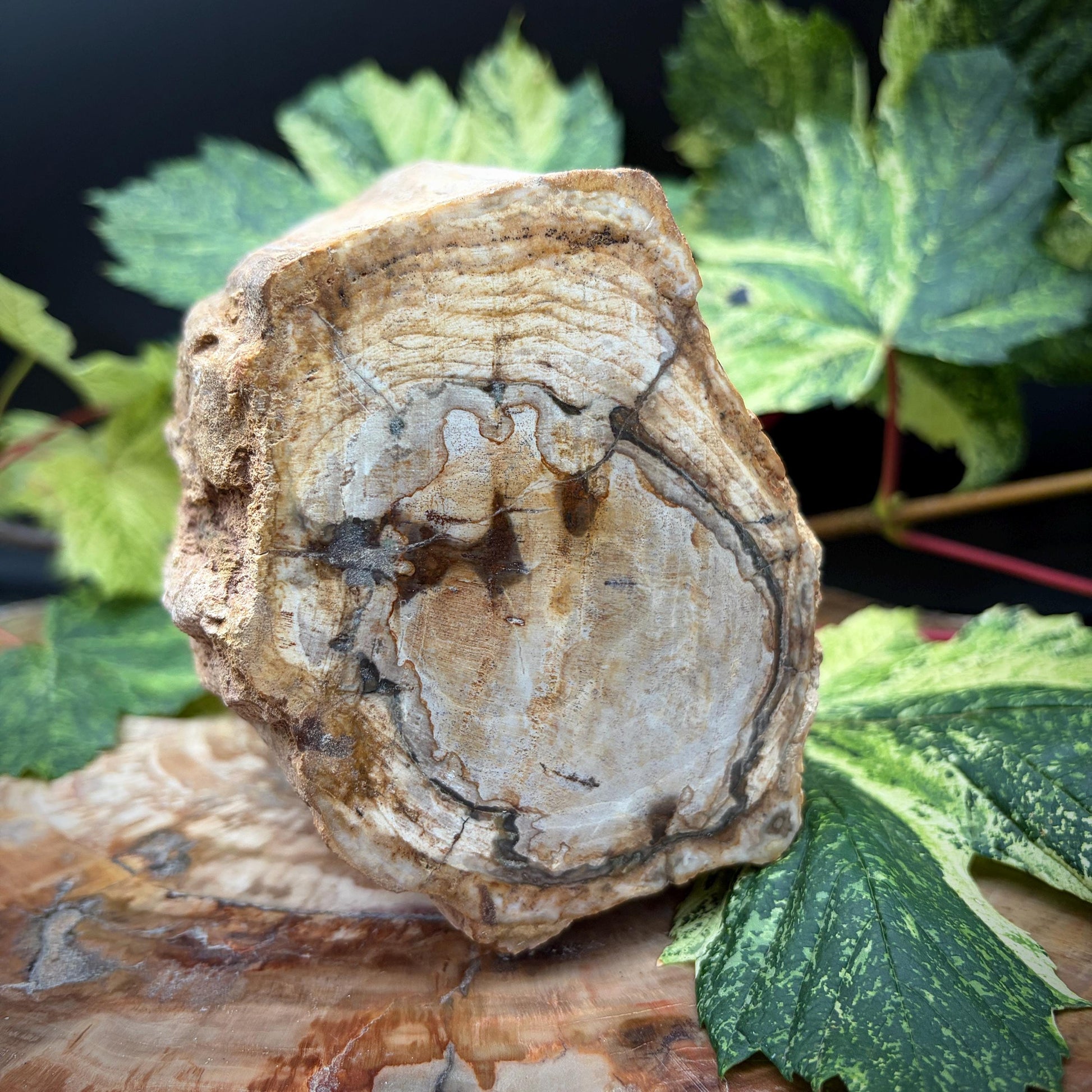Ancient petrified wood natural display specimen