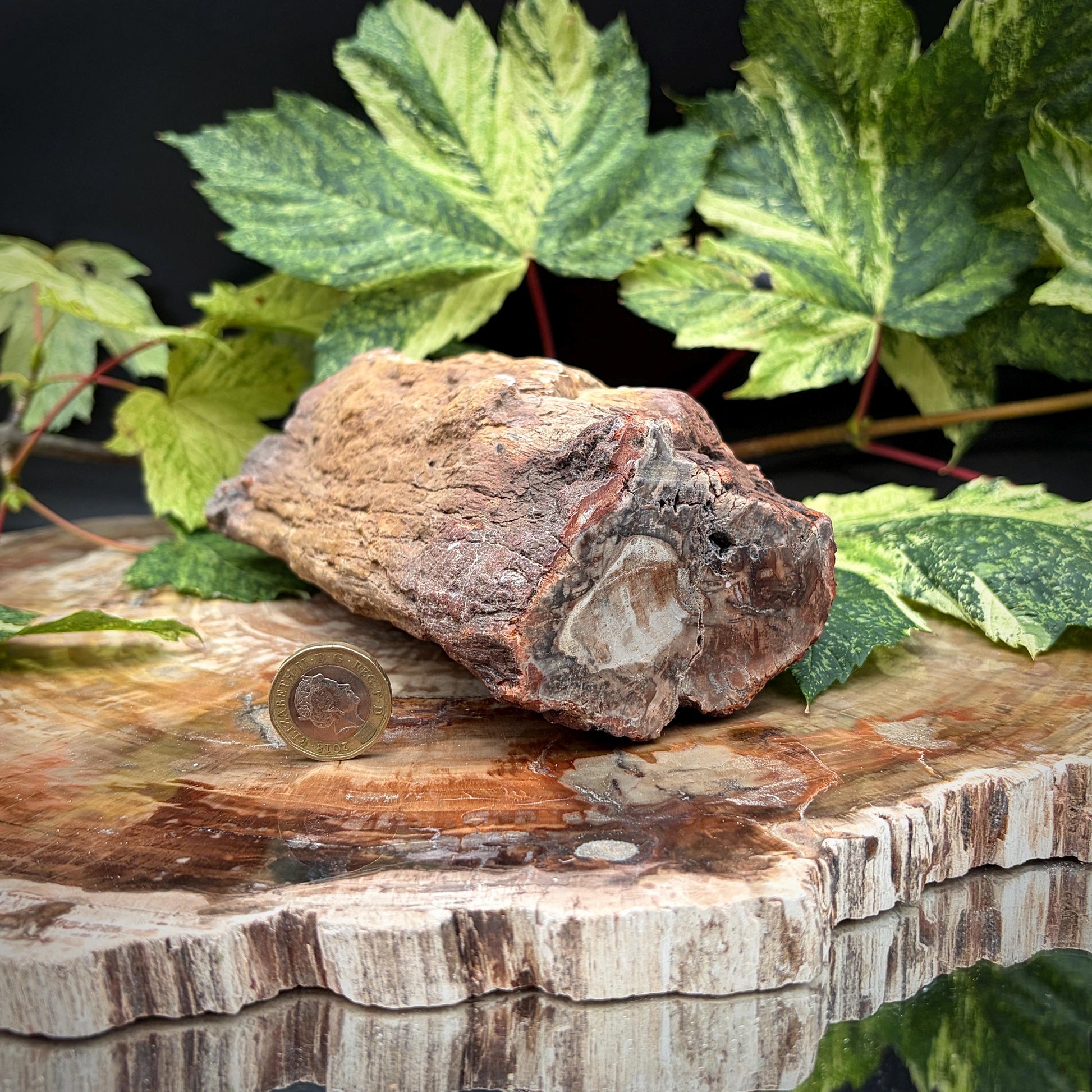 Ancient petrified wood natural tree fossil